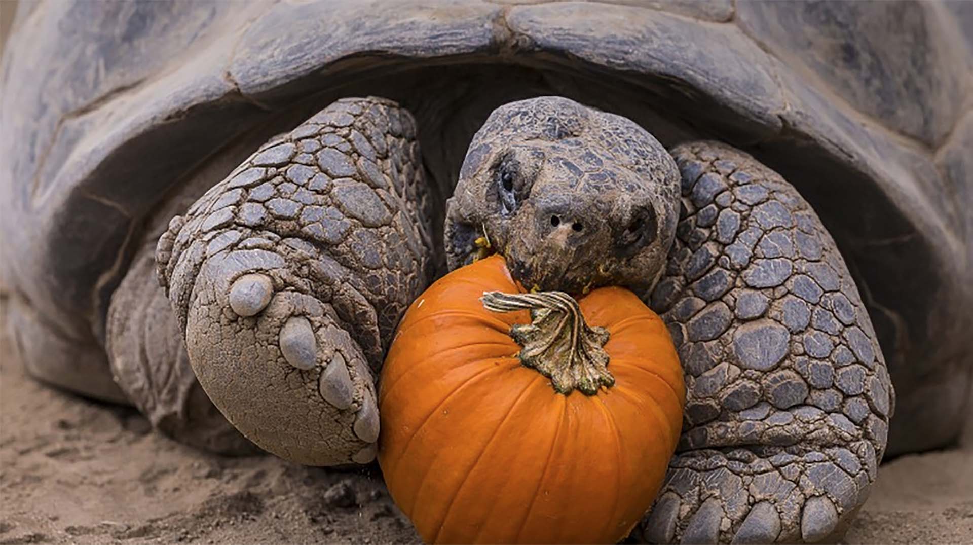 Galápagos Tortoise. San Diego Zoo Animals & Plants