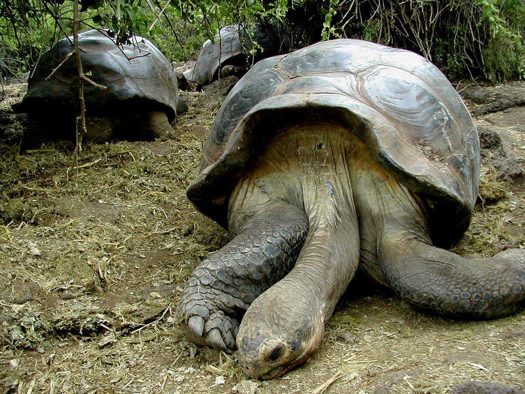 Giant Land Turtles. More Photo From The Galapagos Islands