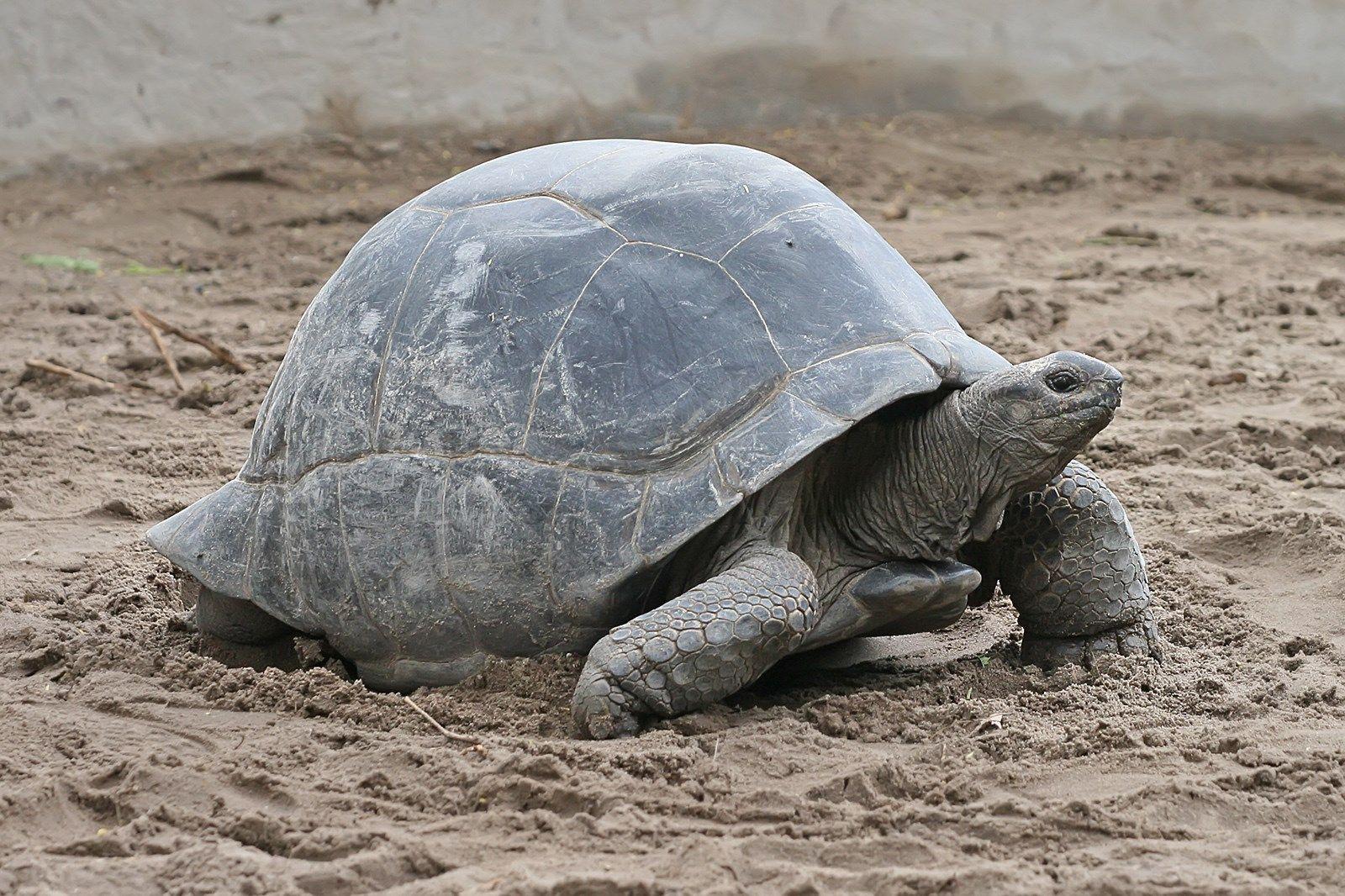 aldabra giant tortoise wallpaper: High Definition Background