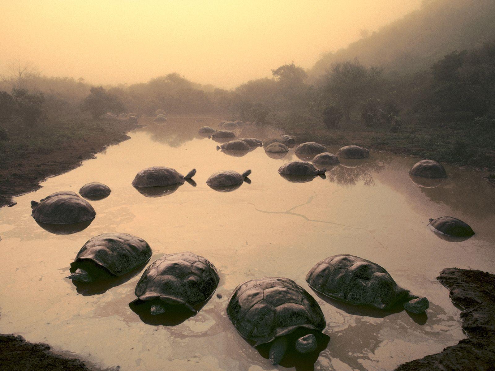Giant Tortoises in Pond on Alcedo Volcano, Galapagos Islands