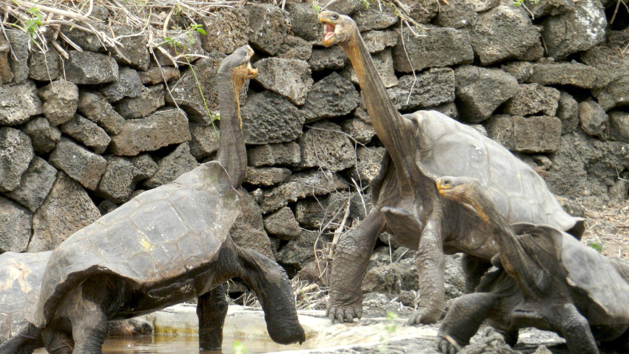 Scientists Hope to Bring a Galápagos Tortoise Species Back to Life