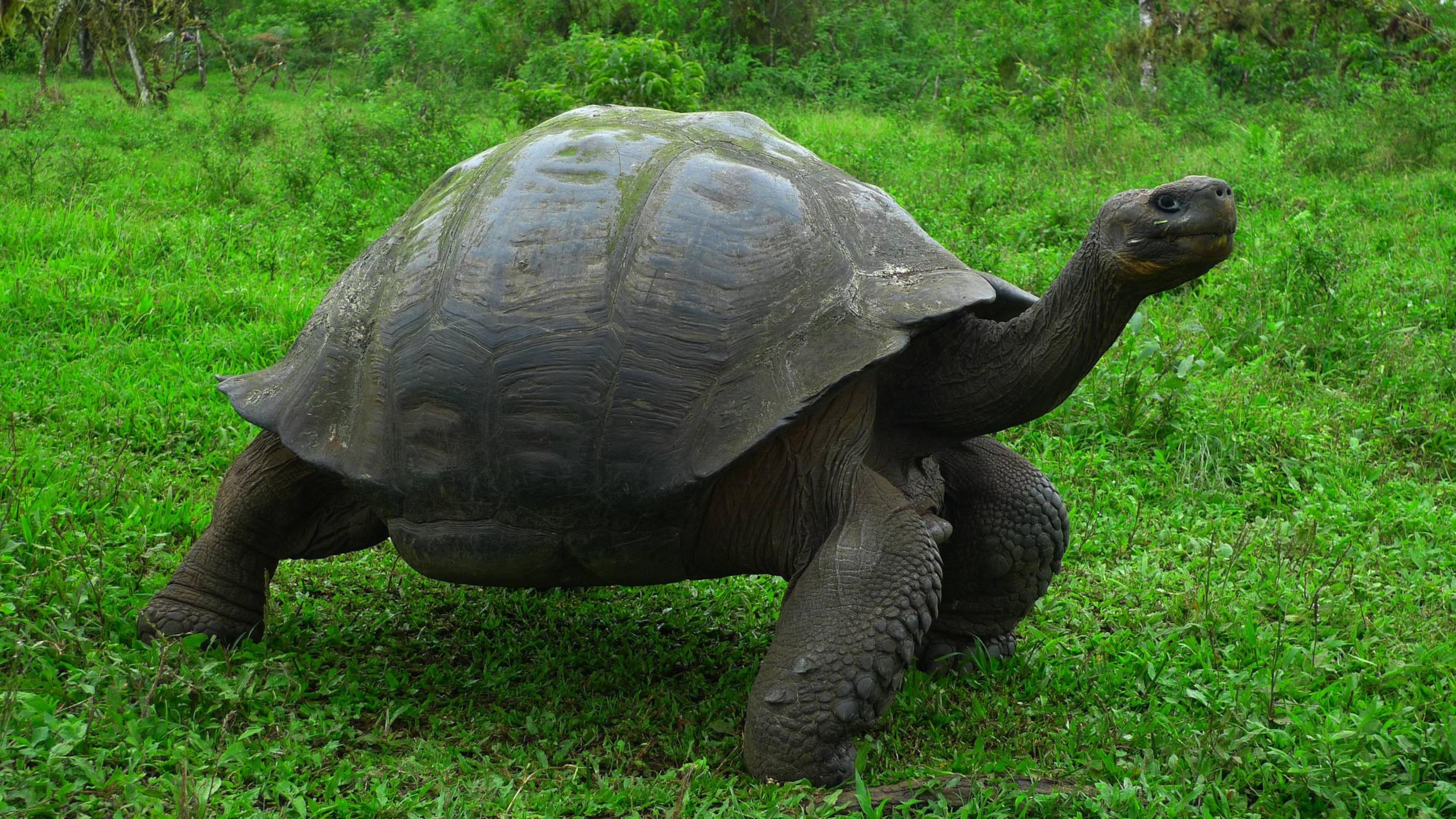 Giant Galapagos Tortoise Wallpaper