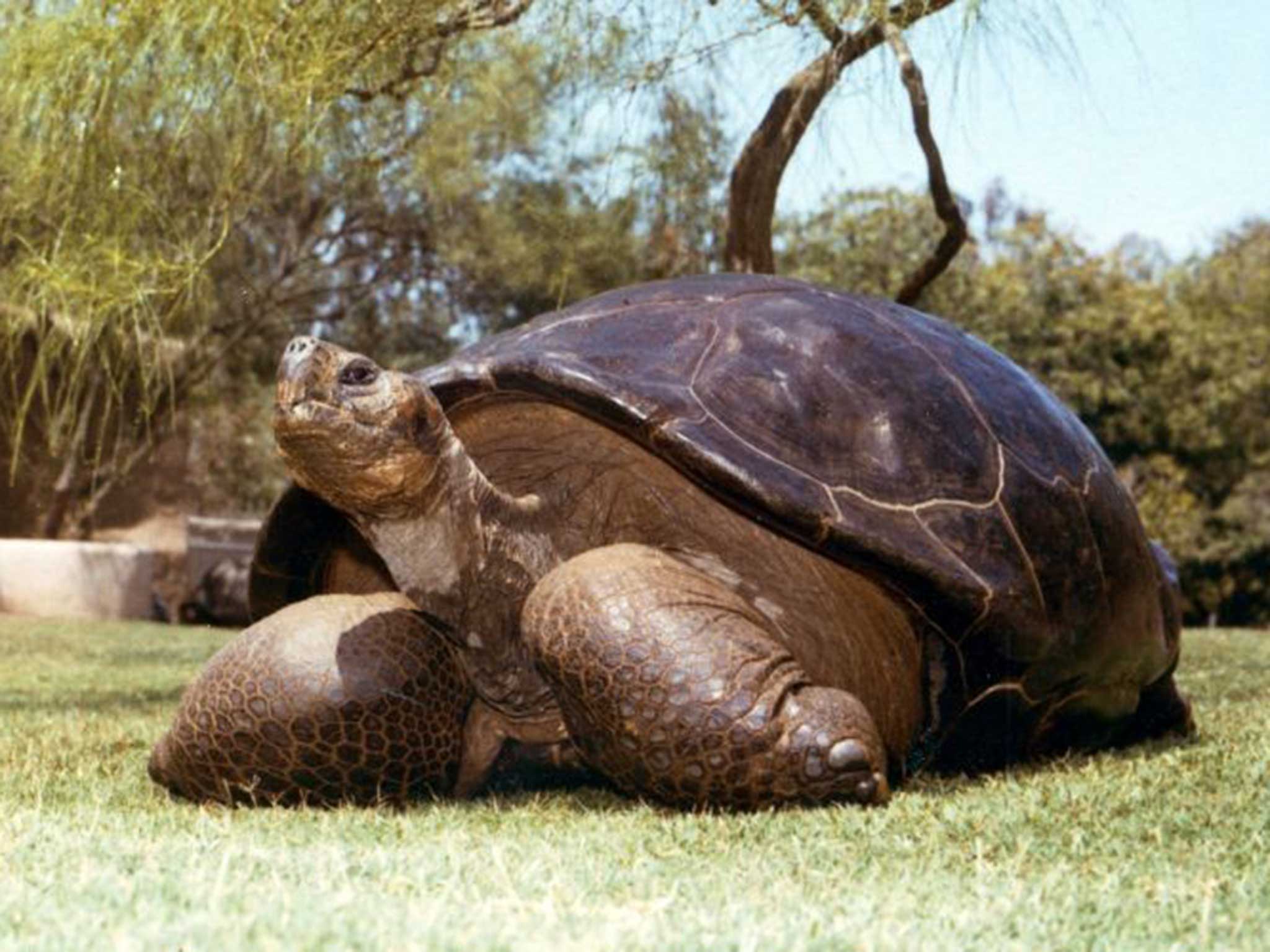 Galapagos Island tortoise Speed put down by zookeepers at 150