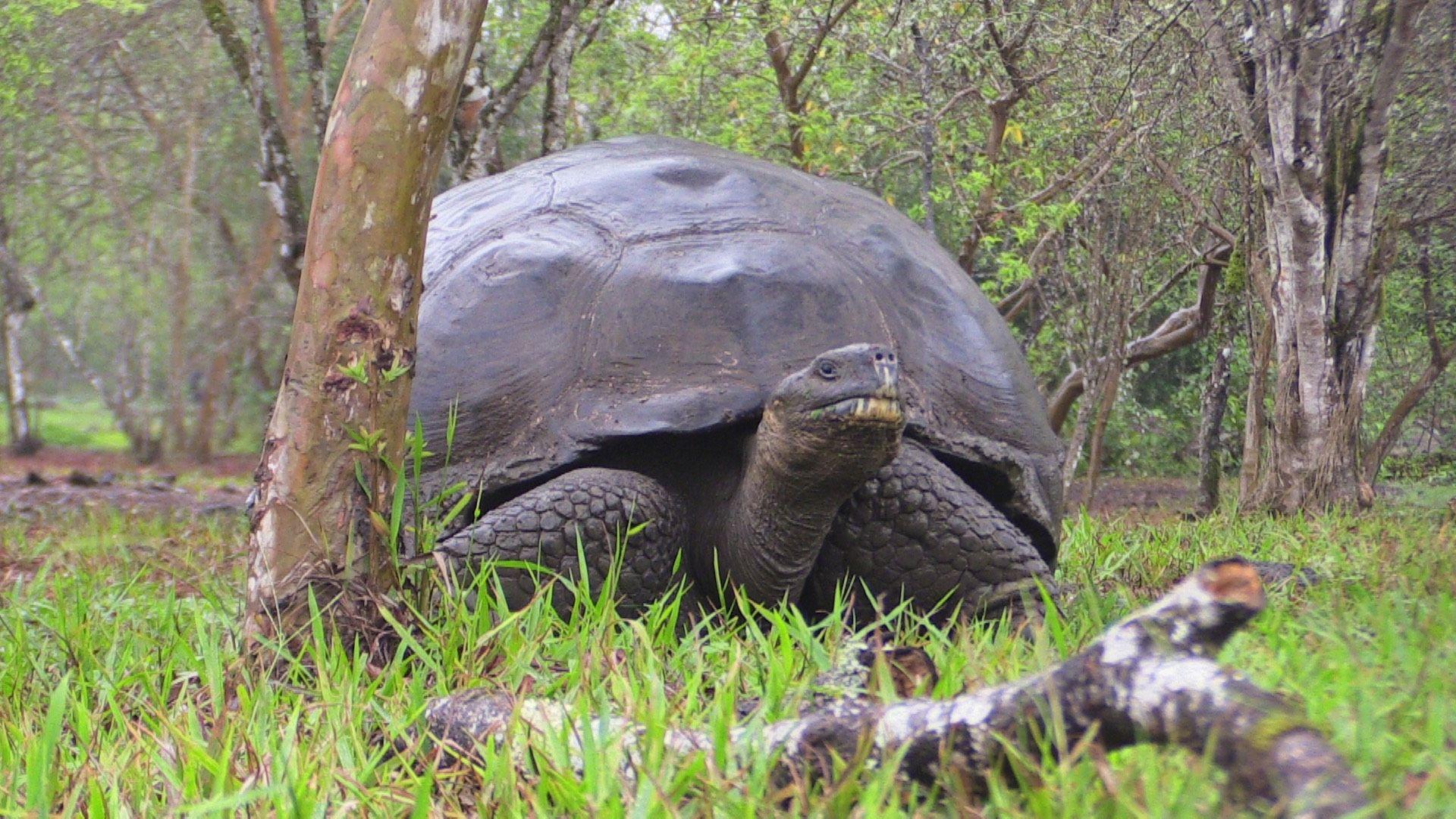 CBC Homestretch: Galapagos Islands' Tortoises • Going Wild
