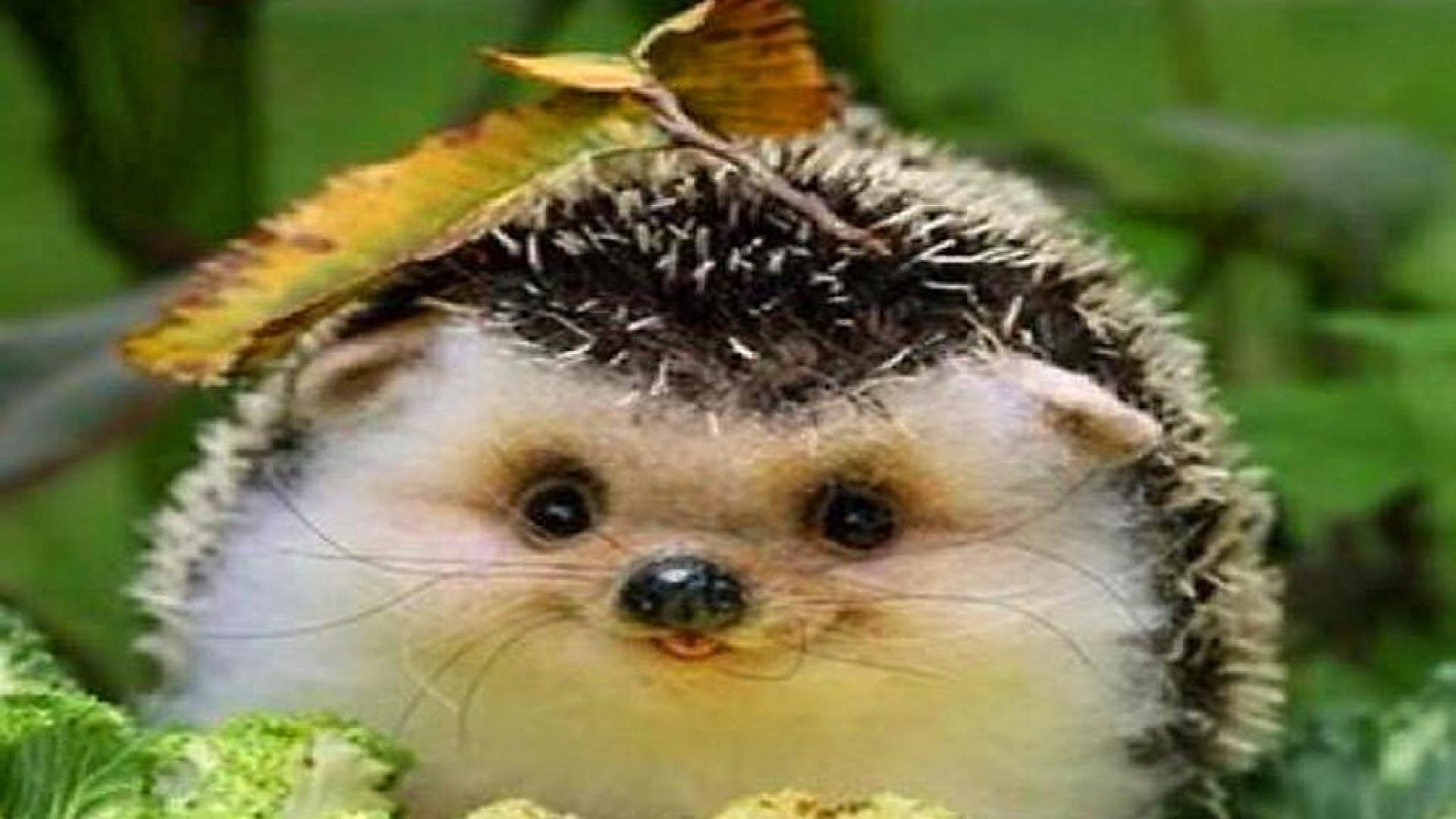 Hedgehog Wallpaper.com