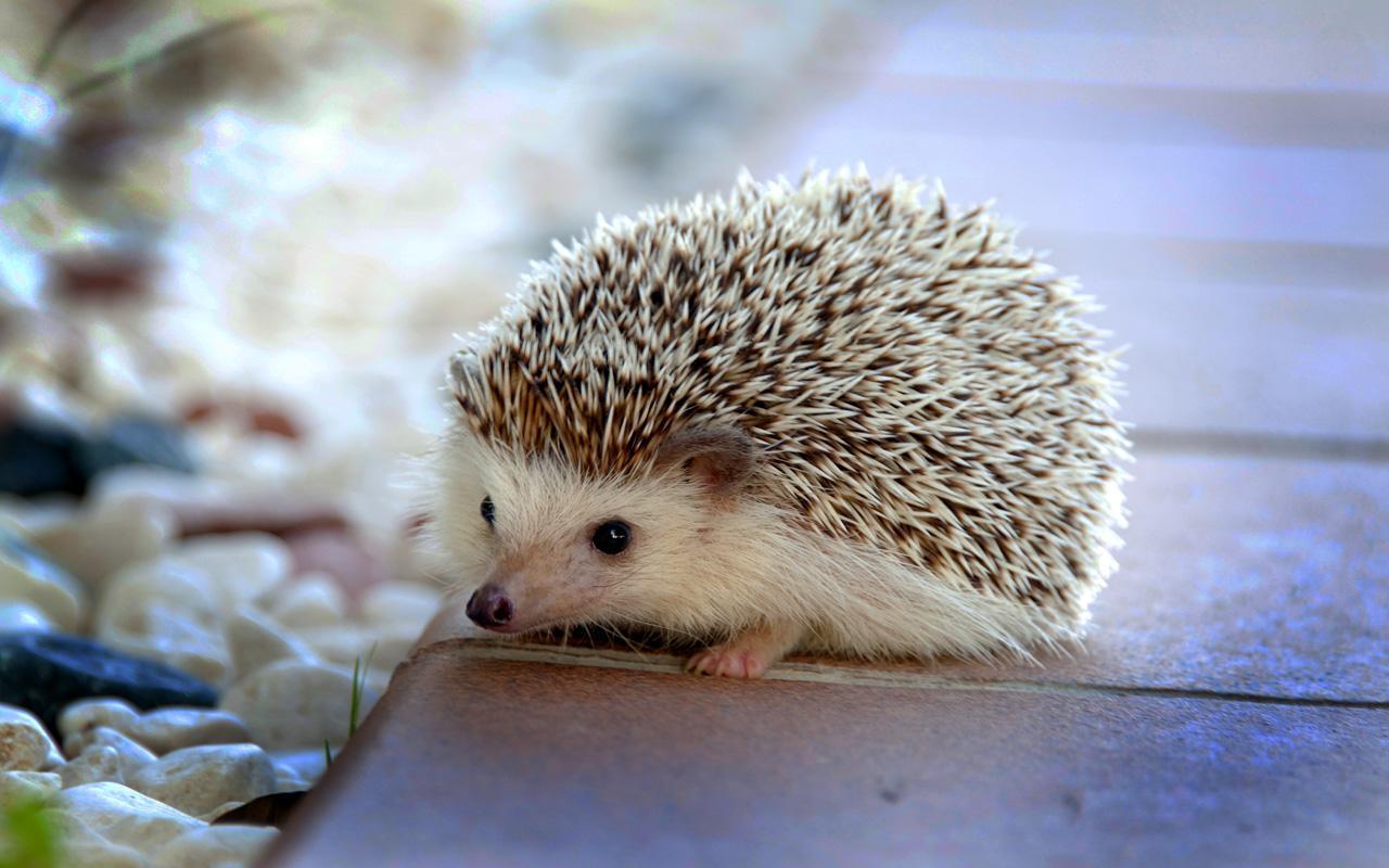 Hedgehogs live wallpaper Apps on Google Play