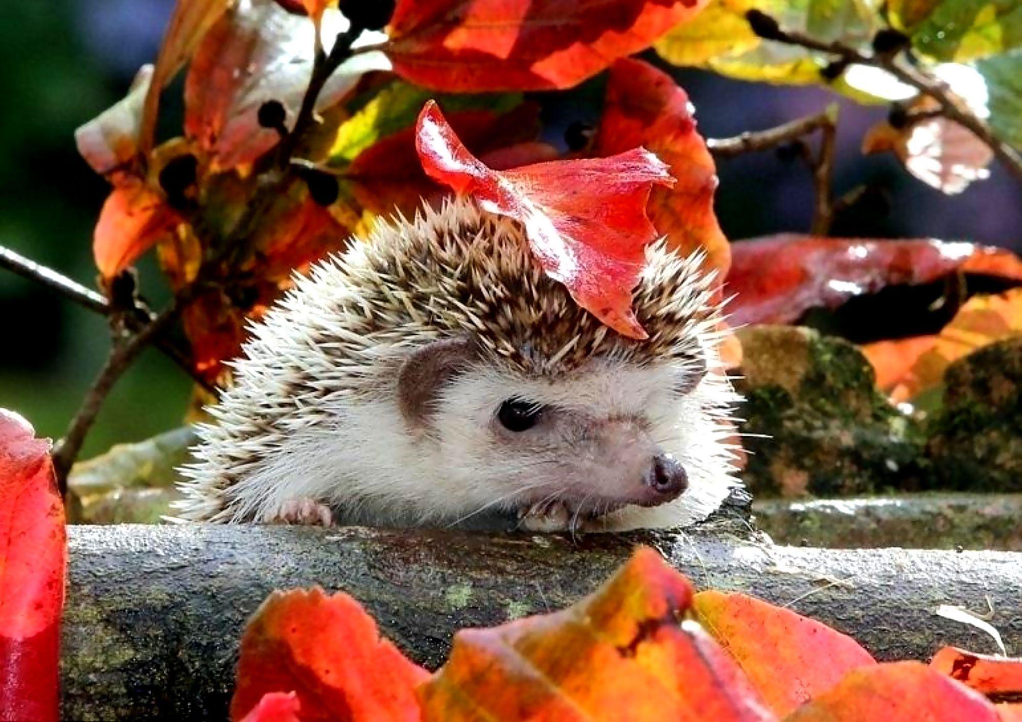 Hedgehog HD Wallpaper