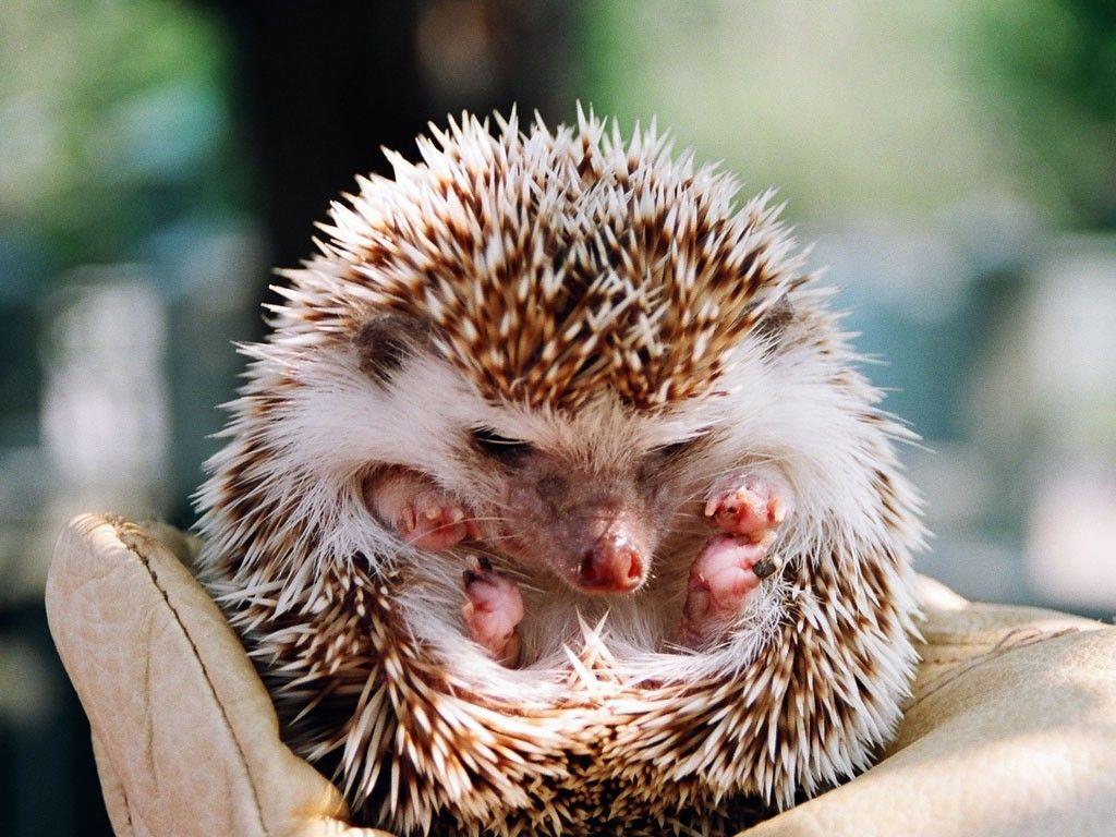 Small Hedgehogs Wallpaper High Quality