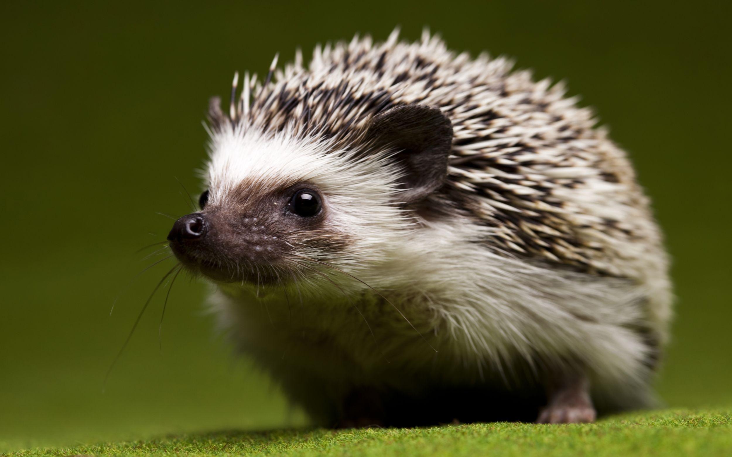 Of The Day: Hedgehog