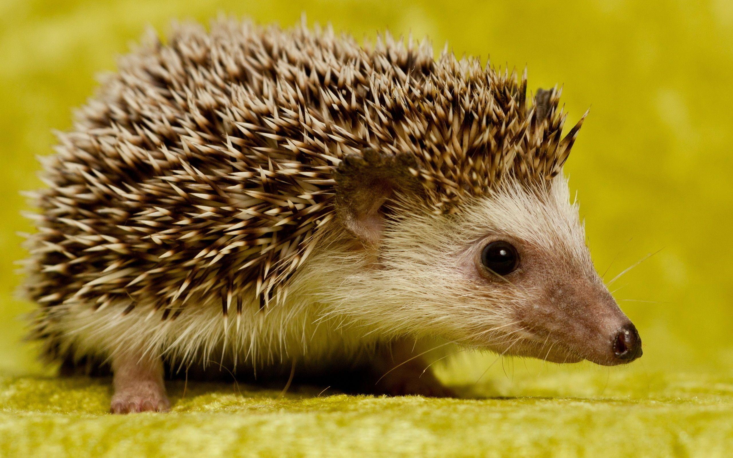 Hedgehog HD Wallpaper