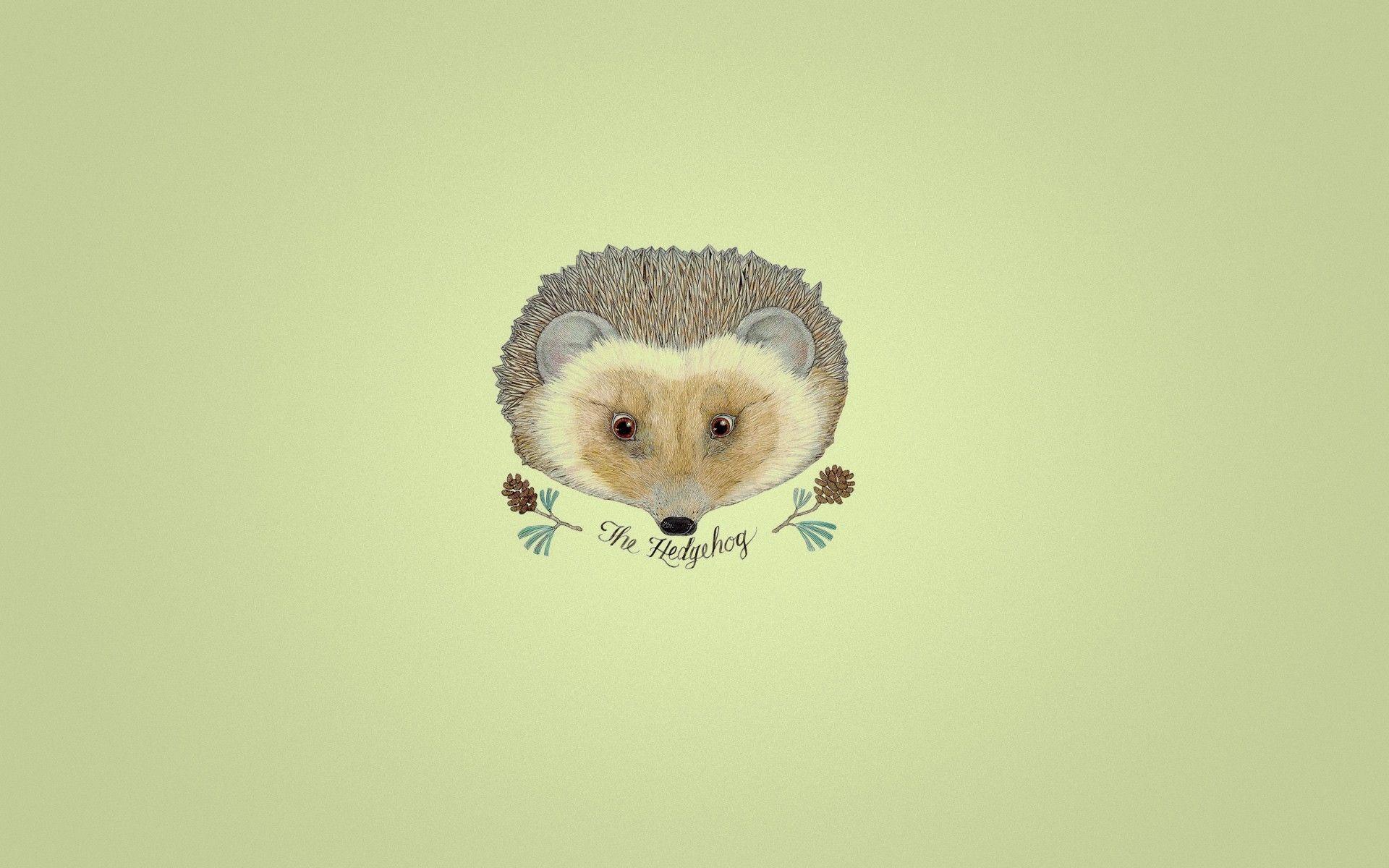 Hedgehog Picture, Top on REuuN Wallpaper