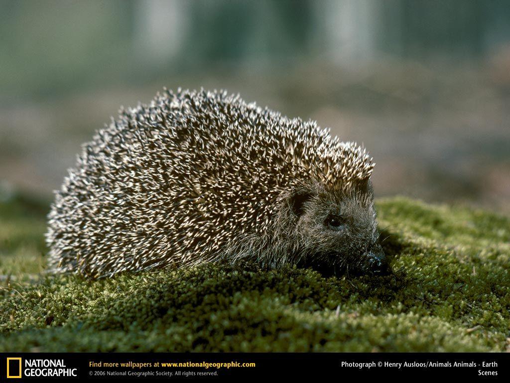 Hedgehog Picture, Hedgehog Desktop Wallpaper, Free Wallpaper