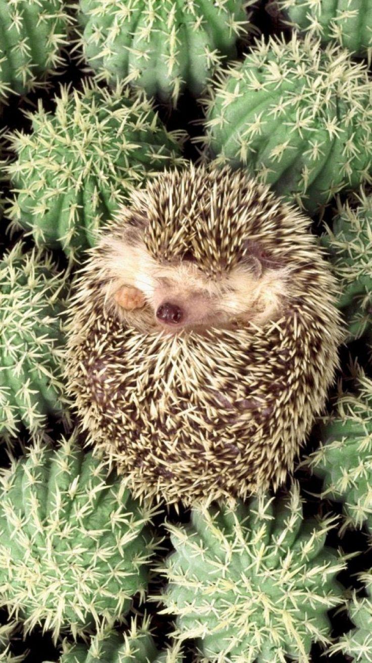 best Hedgehogs image. Baby animals, Cutest