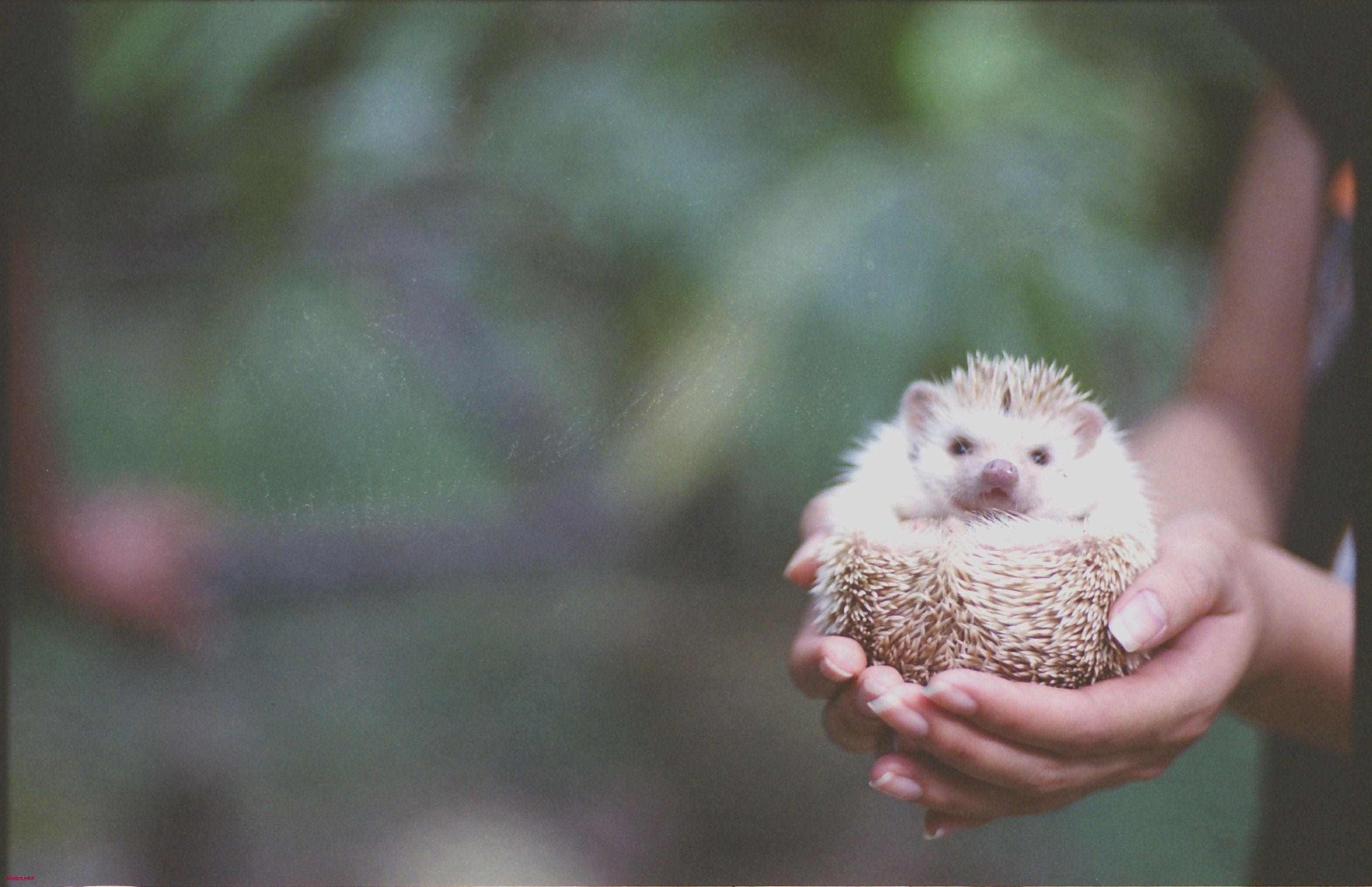 Hedgehog Wallpaper How to Keep African Pygmy Hedgehogs as Pets