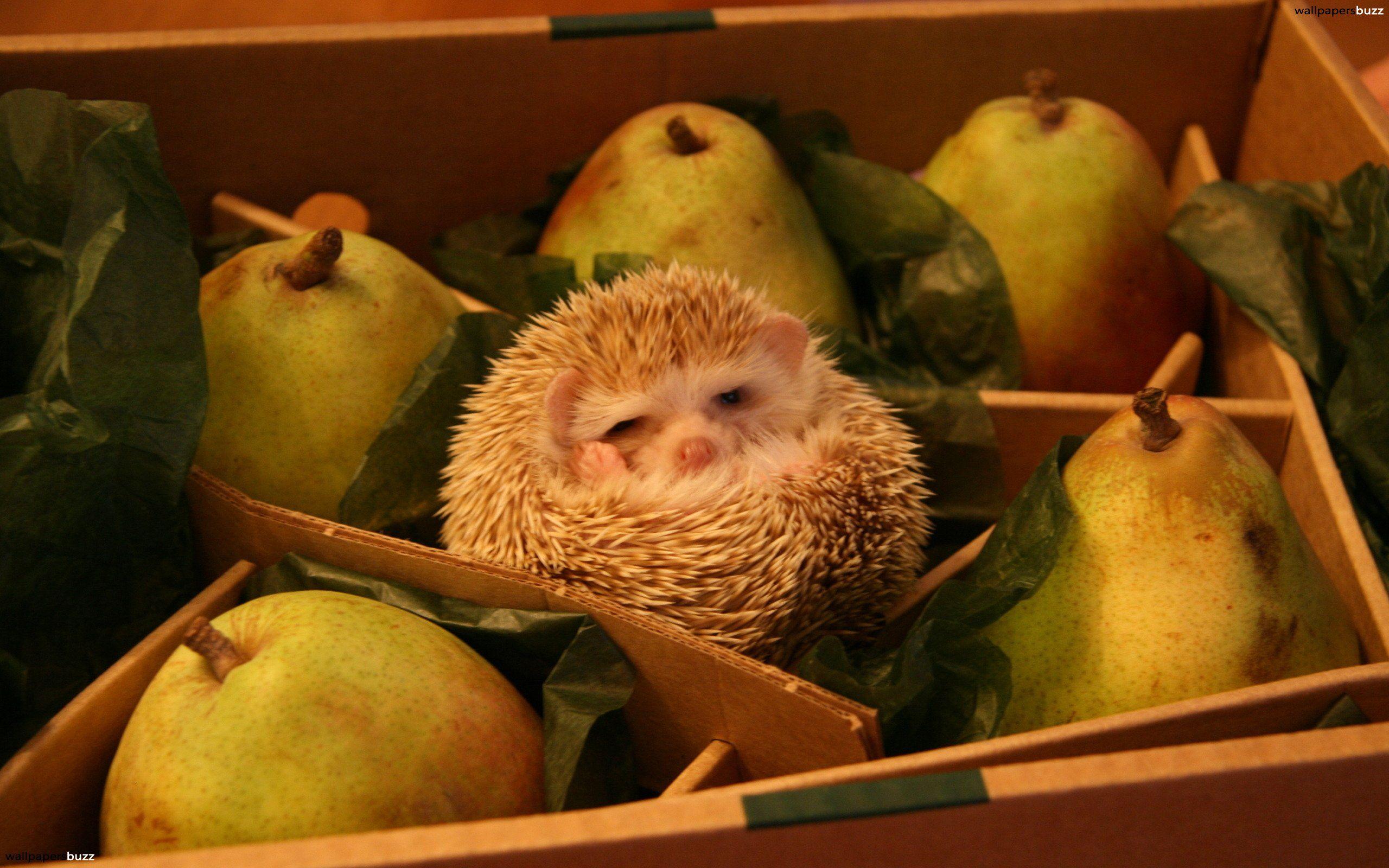 A hedgehog and pears HD Wallpaper