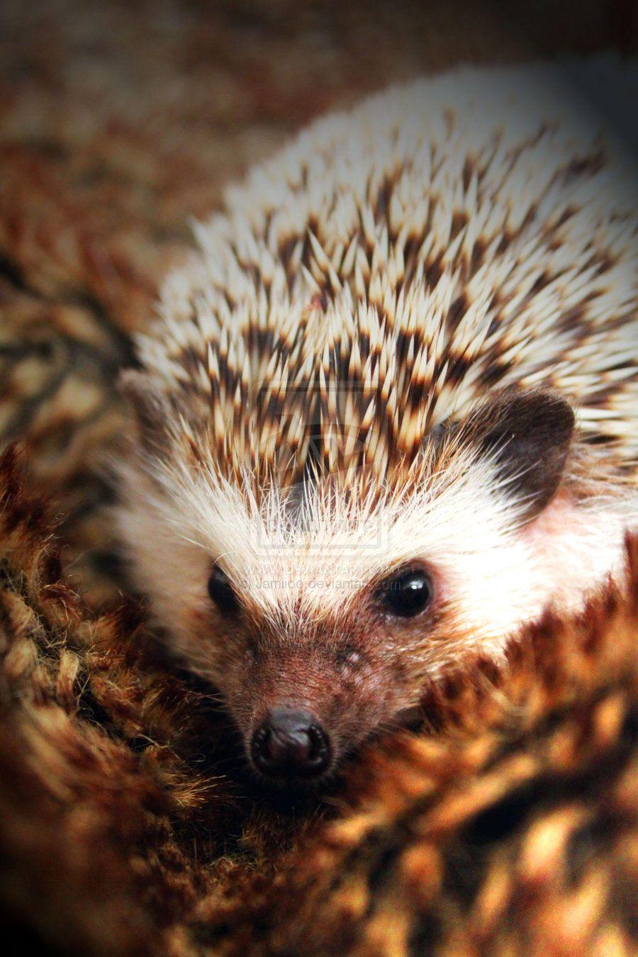 African Pygmy Hedgehog Image. Hedgehogs & other
