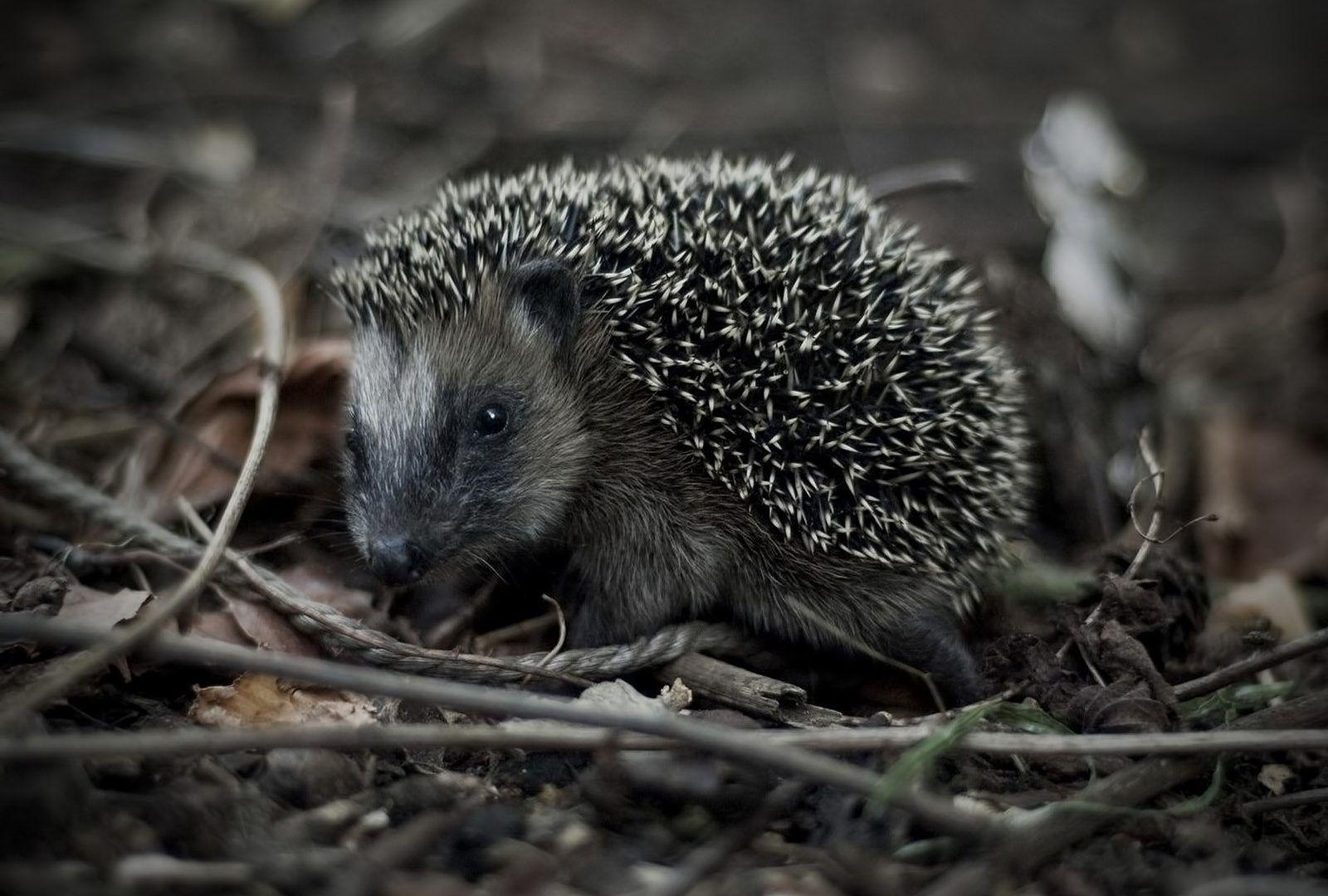 Animals: Monochrome Animals Hedgehogs Outdoors Wild Animal