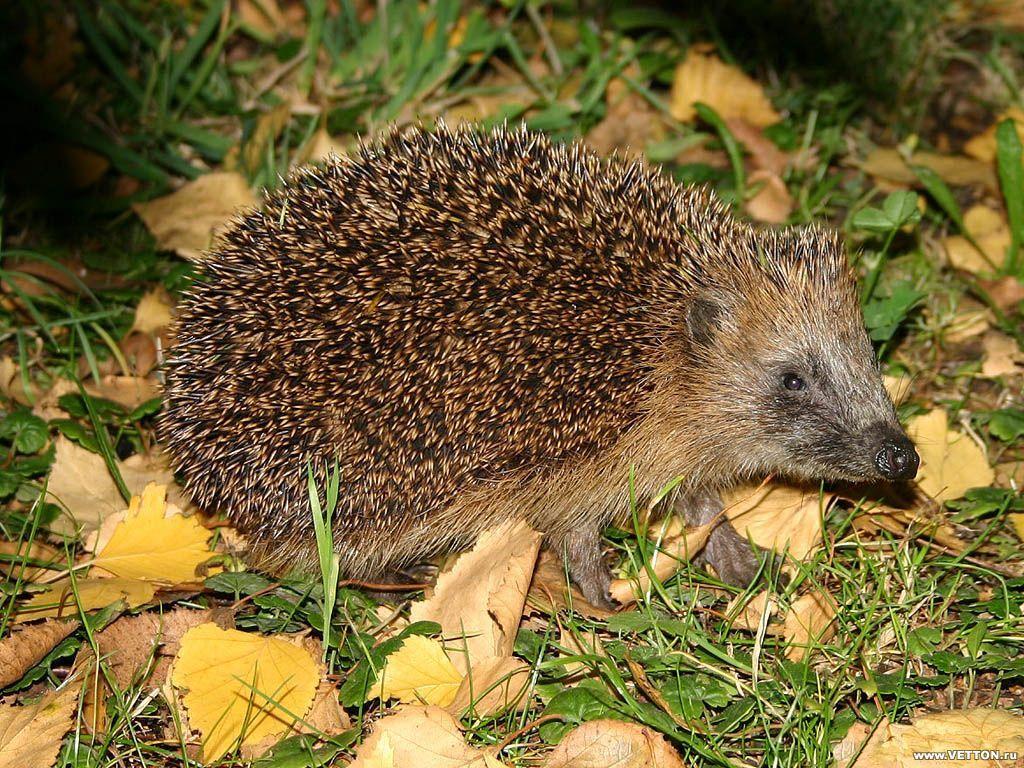 Hedgehogs Wallpaper Animals Hedgehogs