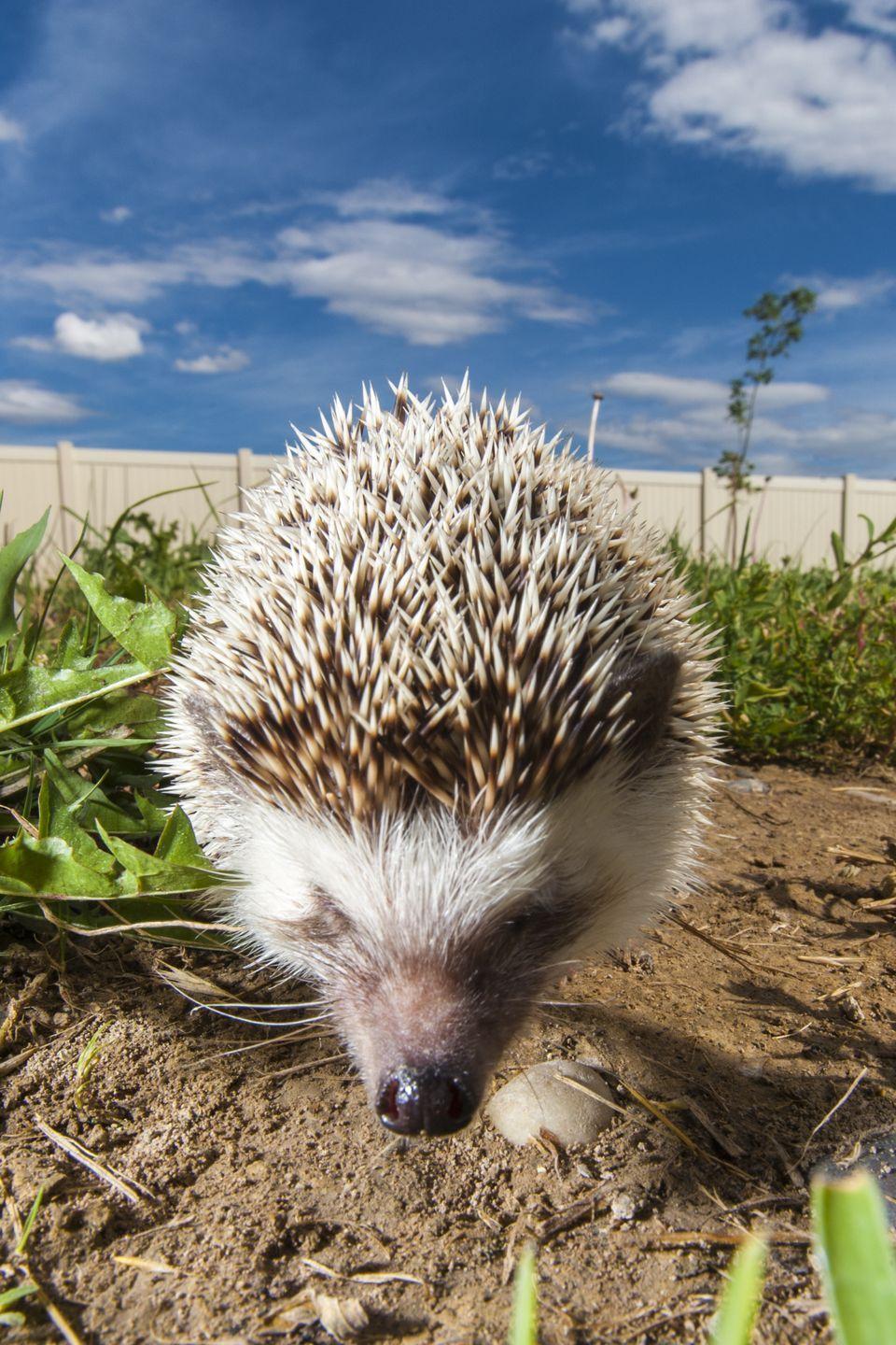 Hedgehog. Backyards, Mammals and Animalss