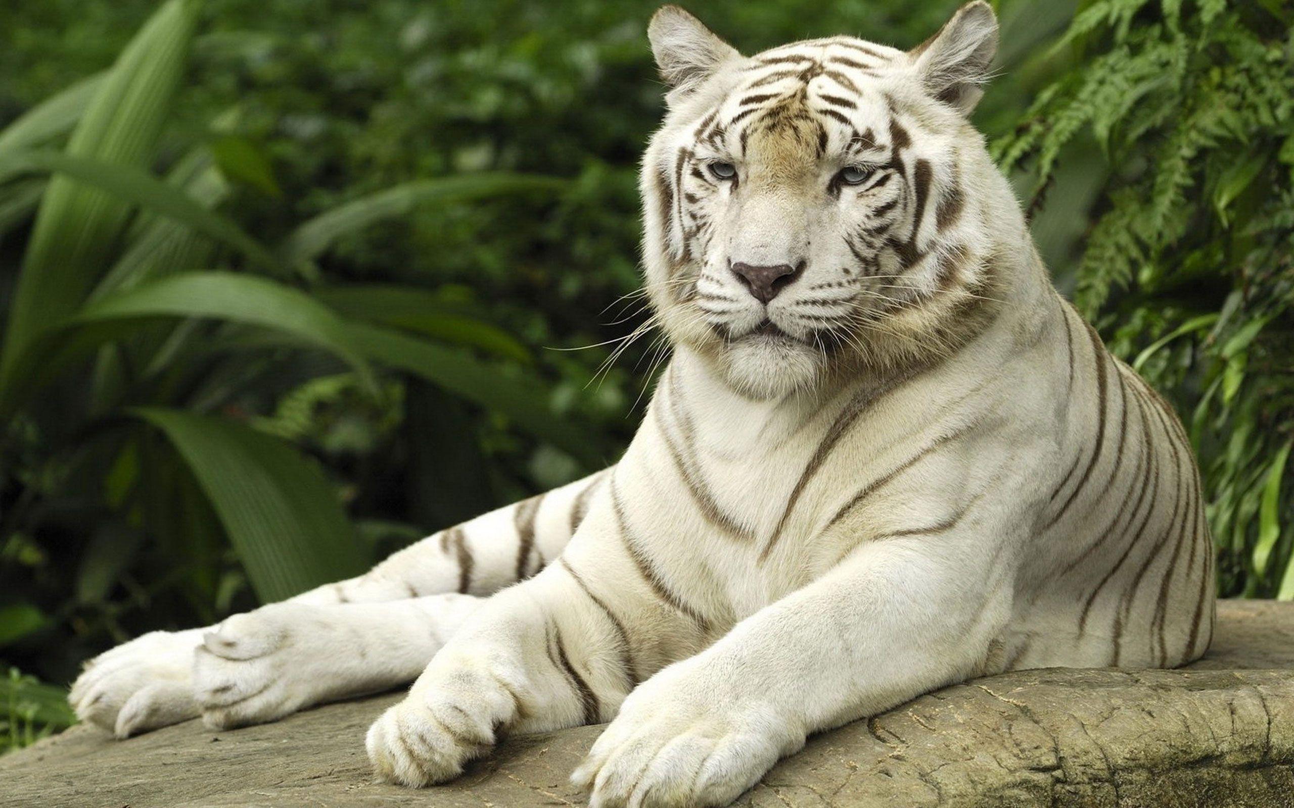 White Tiger Picture