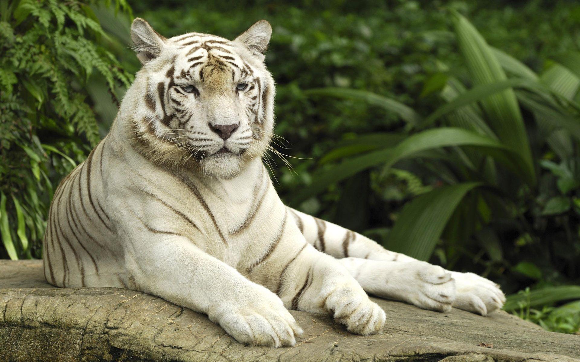 Tiger Panthera Tigris Singapore Wallpaper