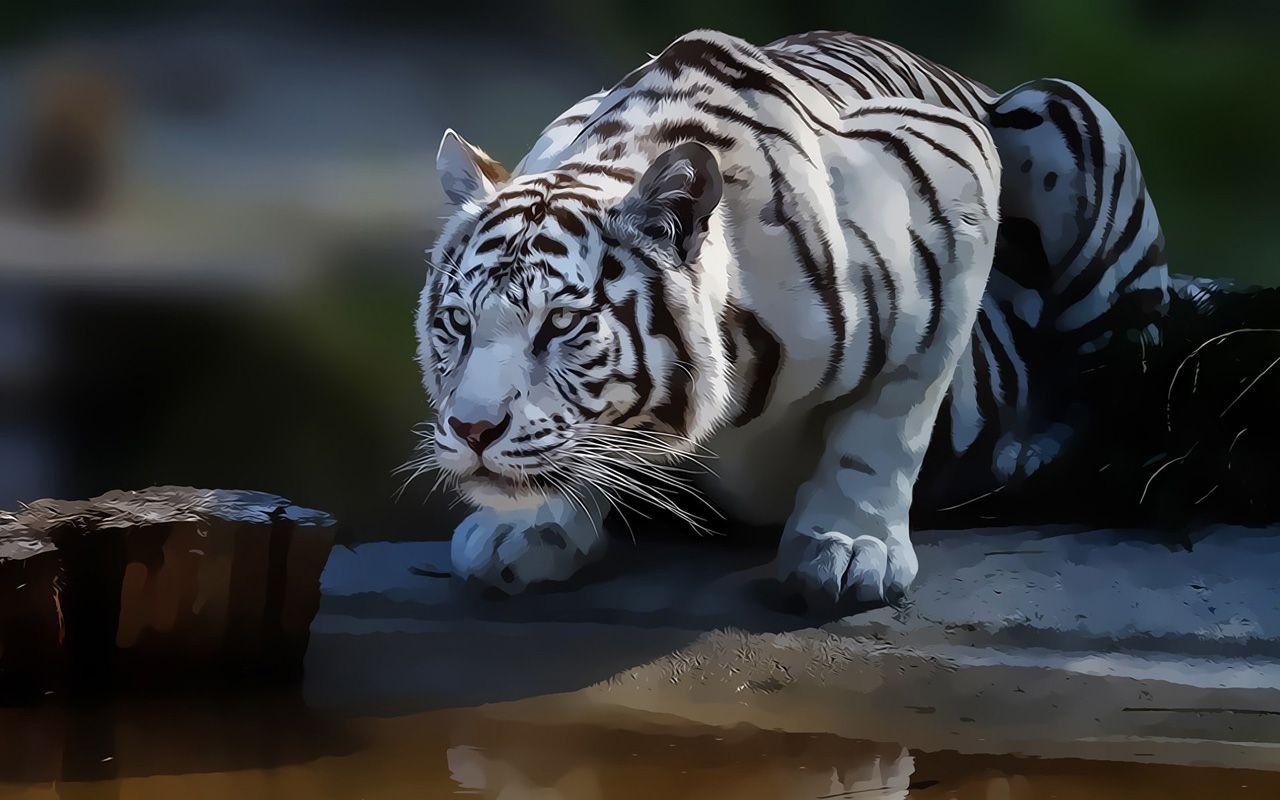 White Tiger Abstract Wallpaper, HD Wallpaper Downloads