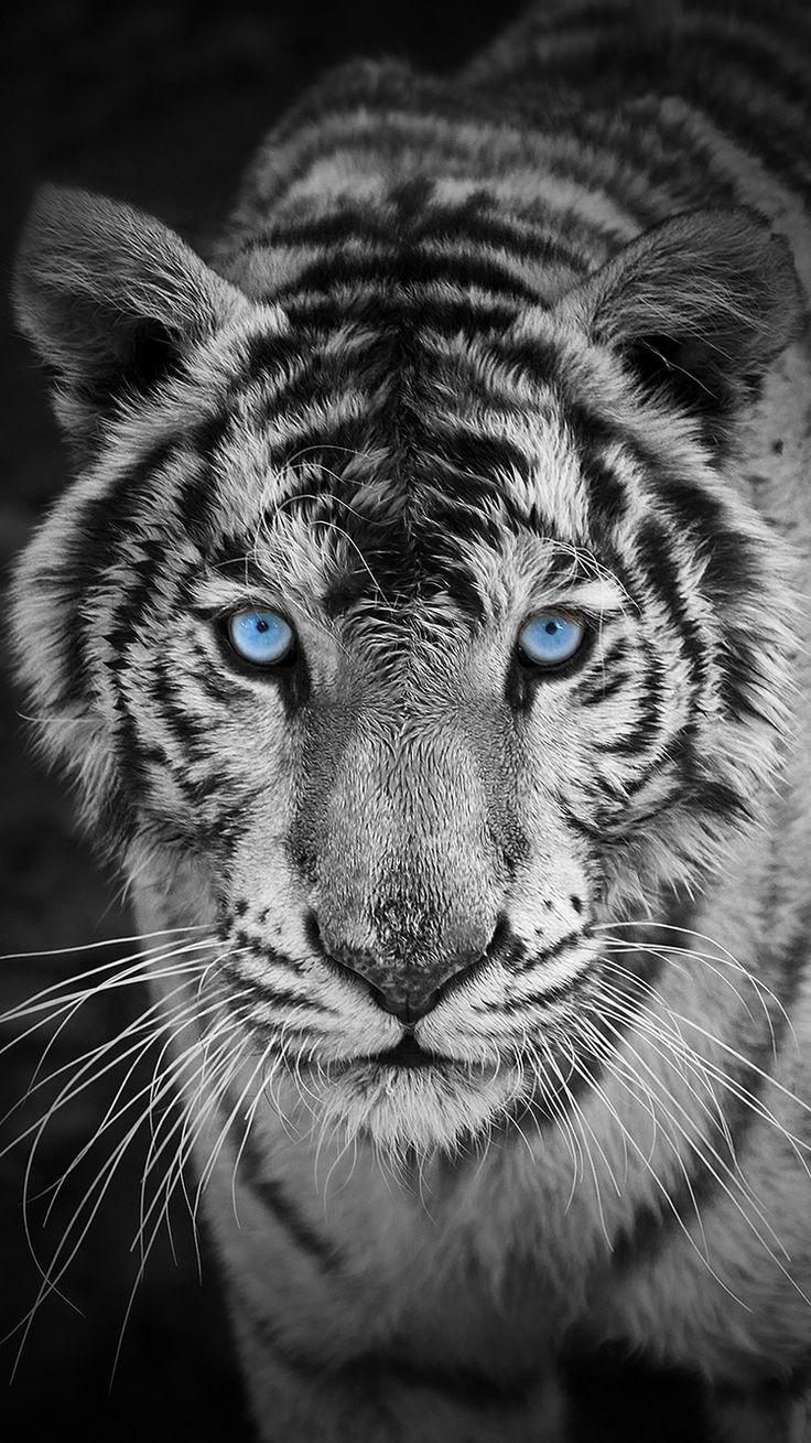 best White Tiger Wallpaper image. White tigers