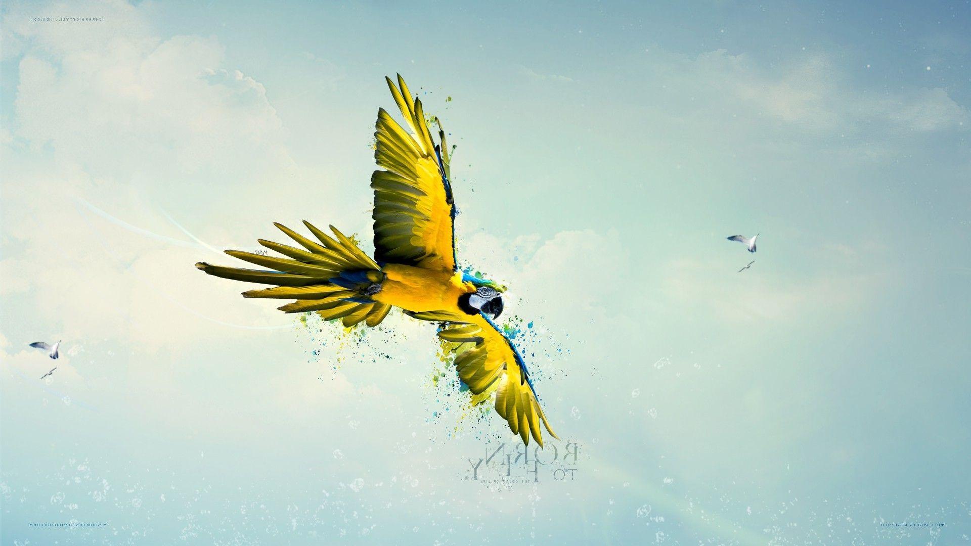 macaws birds sky parrot flying paint splatter Wallpaper HD