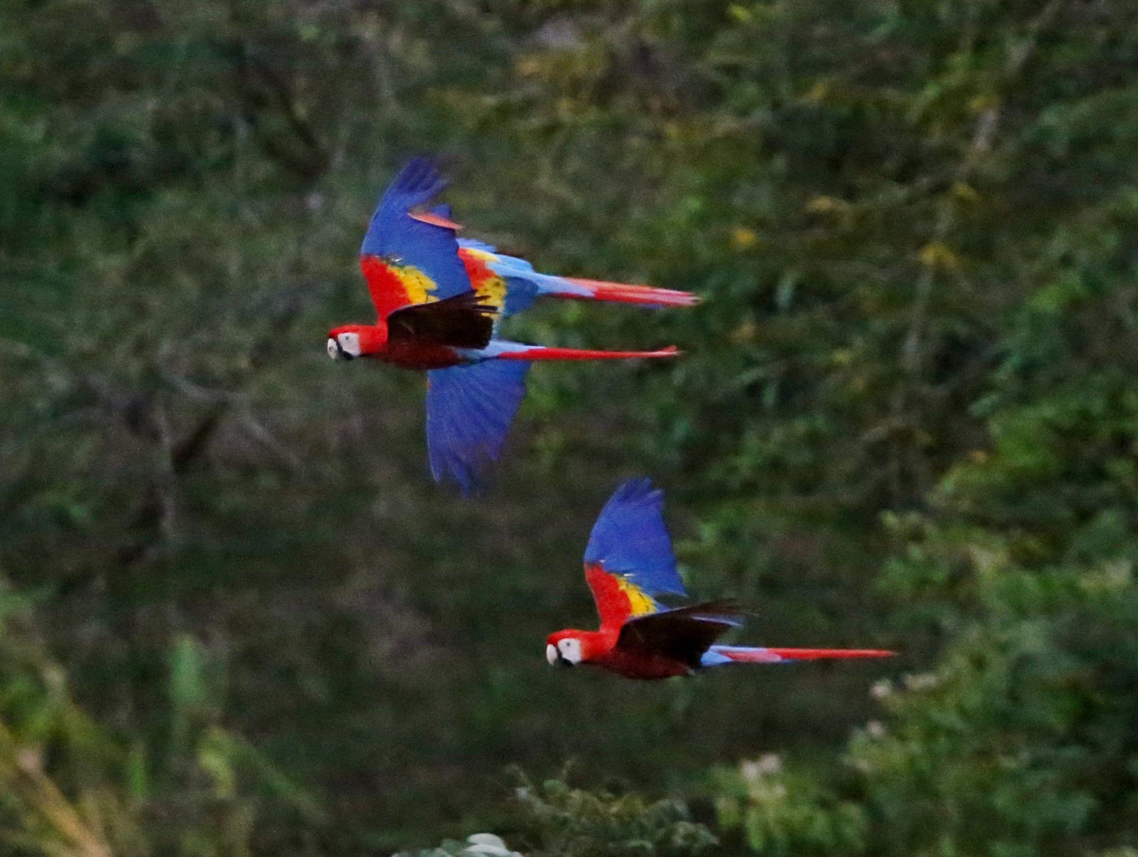 macaws birds sky parrot flying paint splatter Wallpaper HD