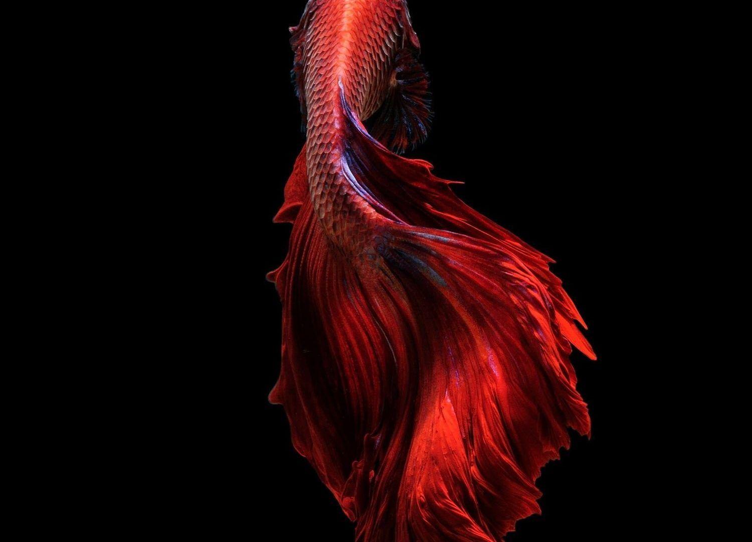 Fishes: Psychedelic Siamese Fish Betta Fighting Tropical