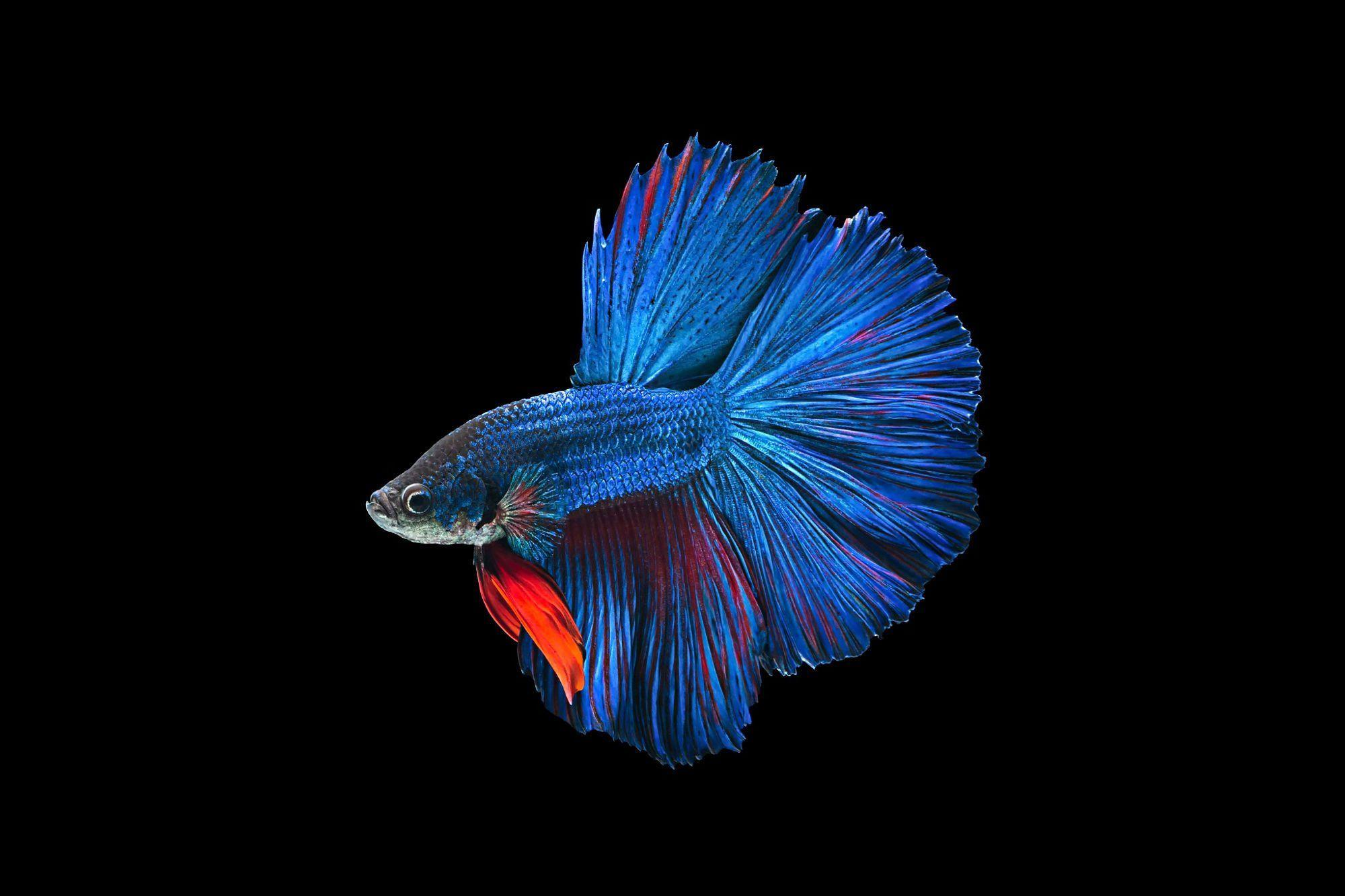 BETTA Siamese Fighting Fish underwater tropical psychedelic