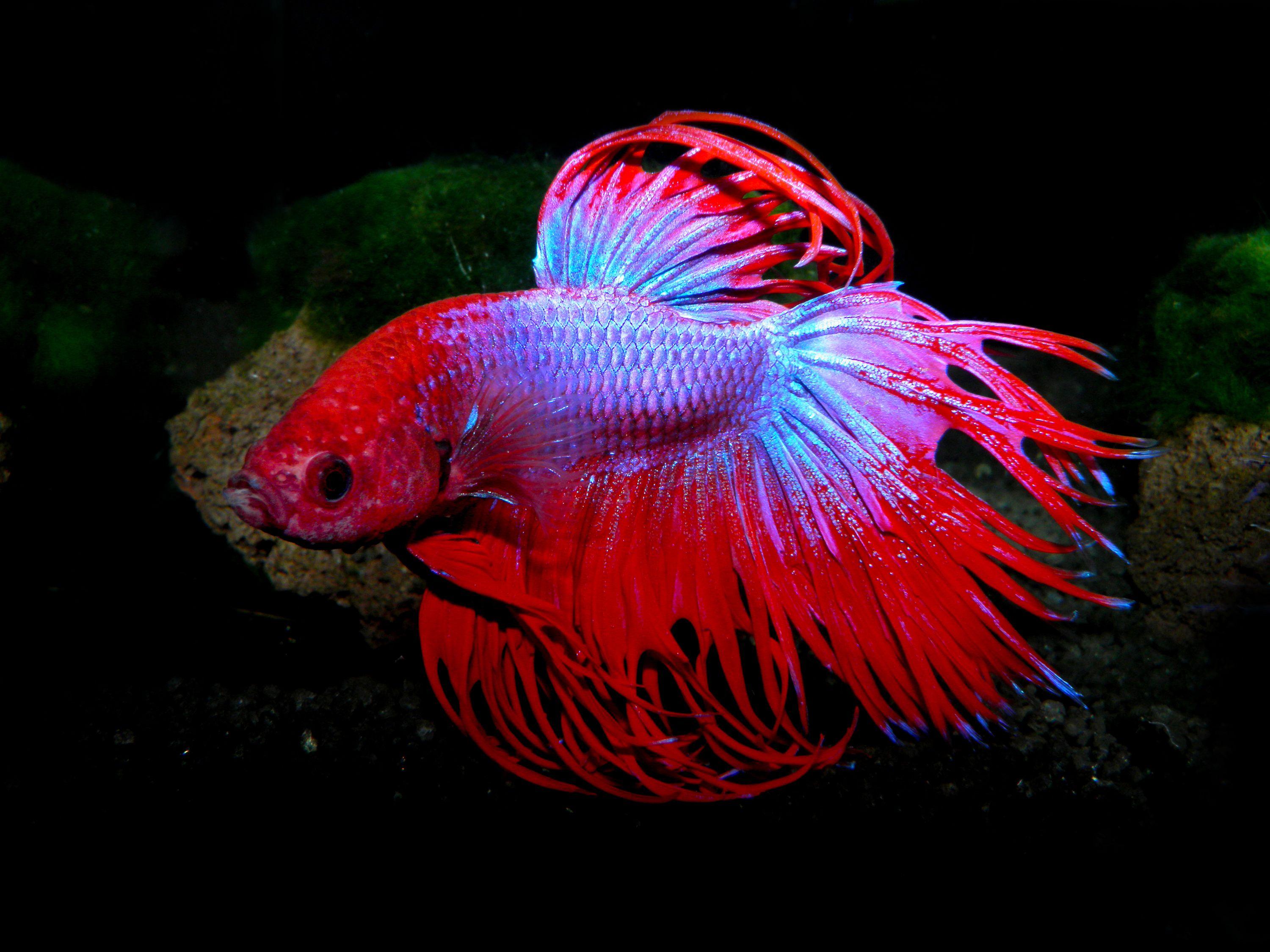 Fish Betta splendens Red Animals 3000x2250