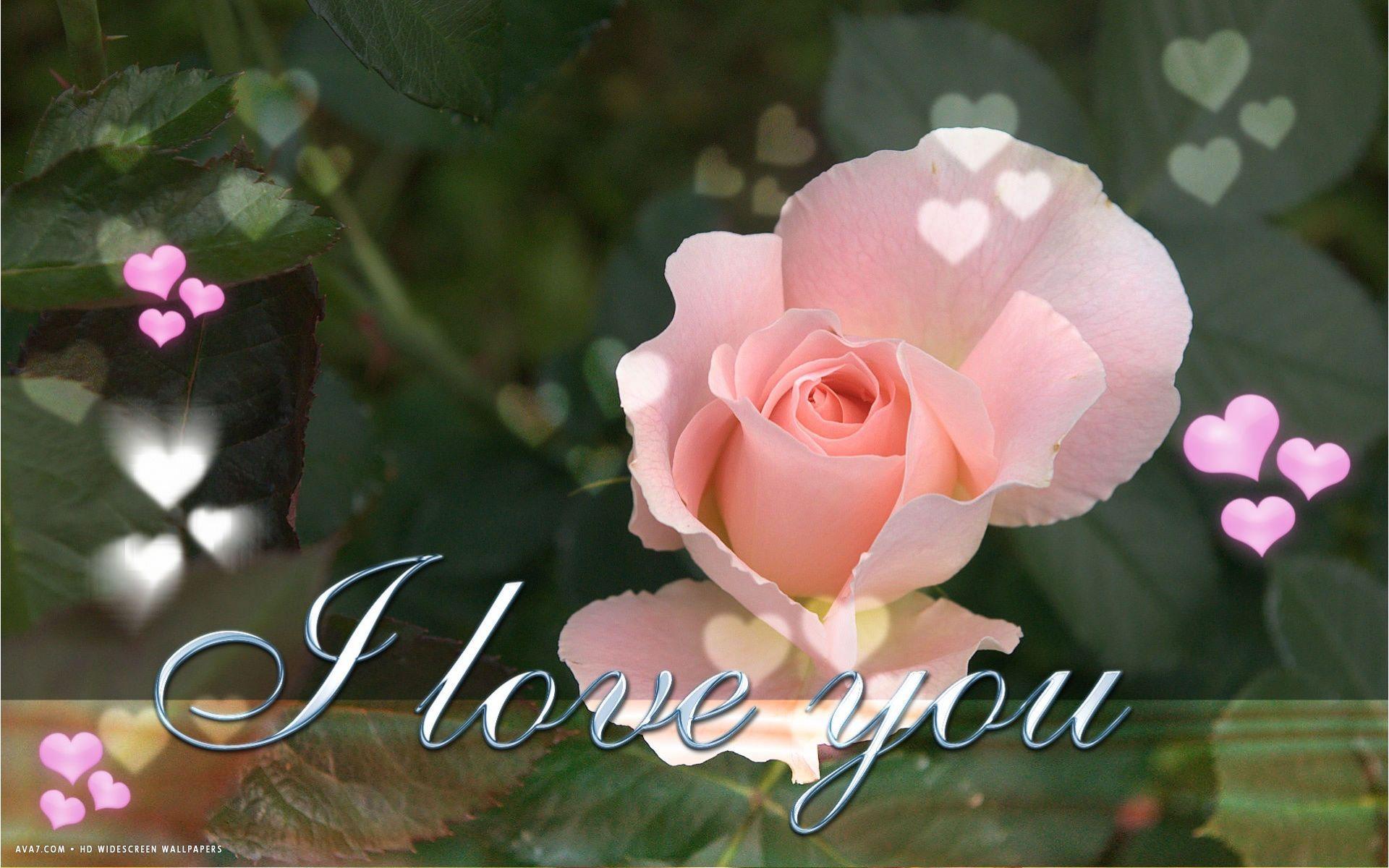 i love you text pink rose flower hearts HD widescreen wallpaper