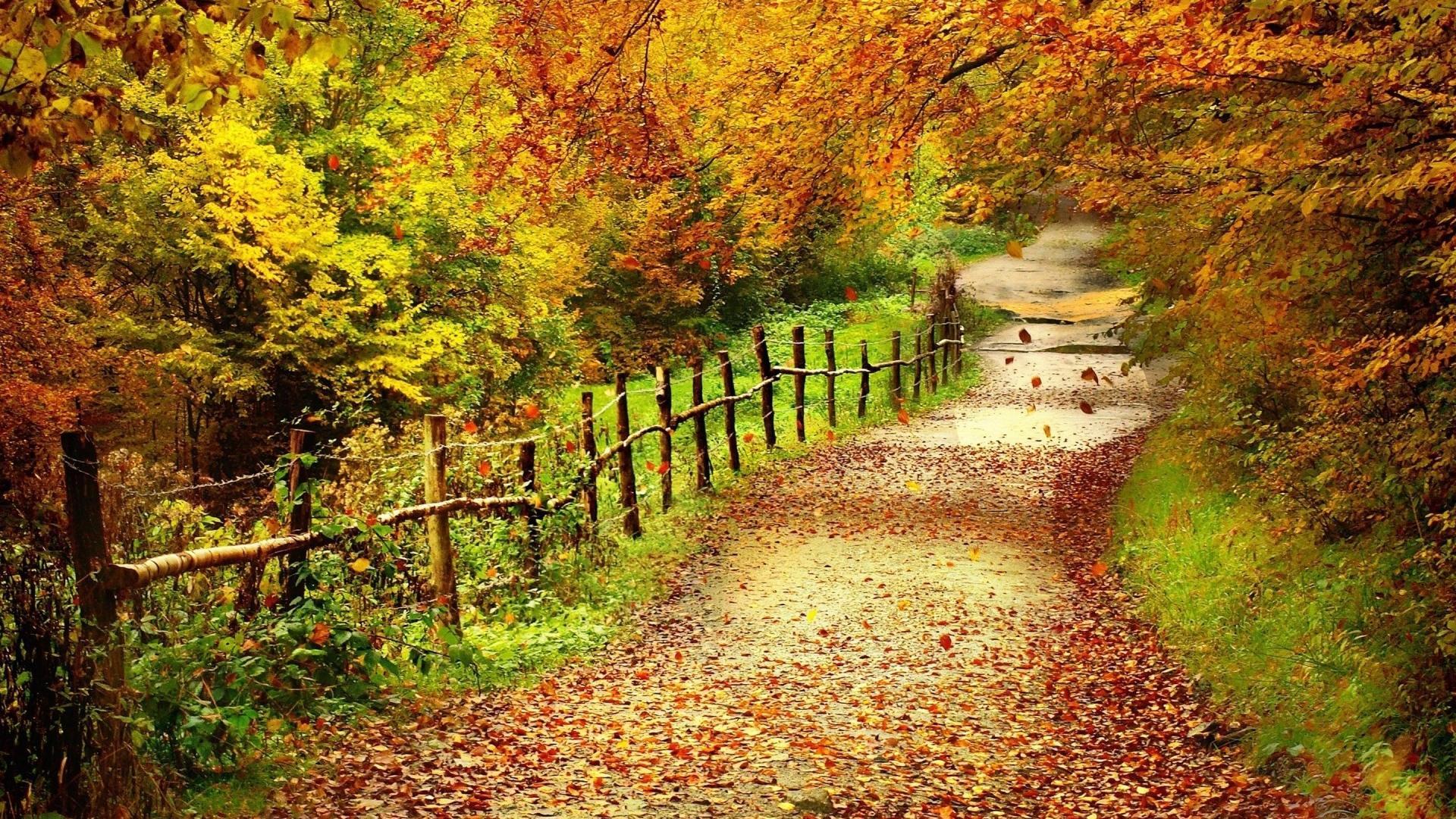 Autumn country road wallpaper