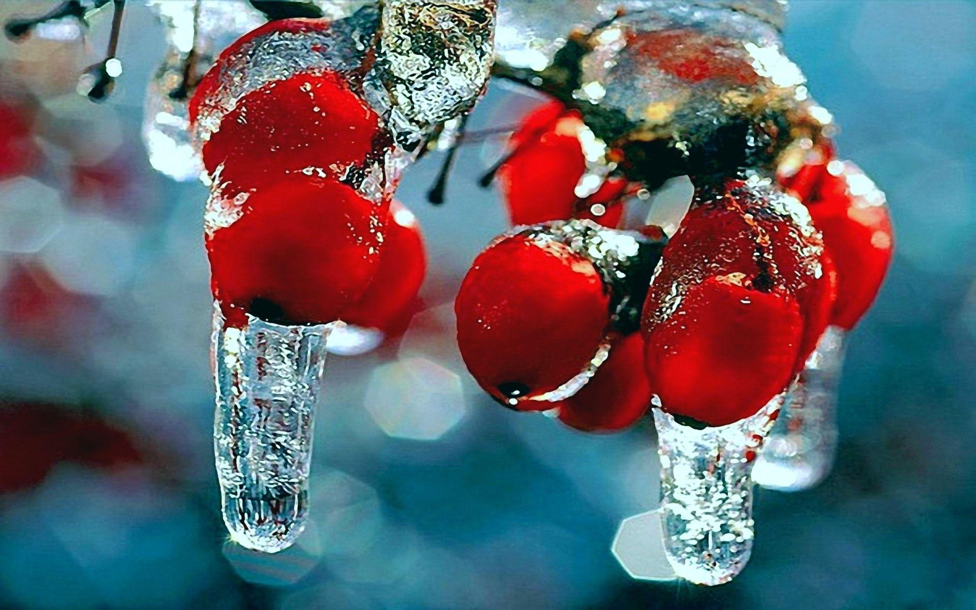 Winter nature first snow frost red berries fruits rosehips icicles