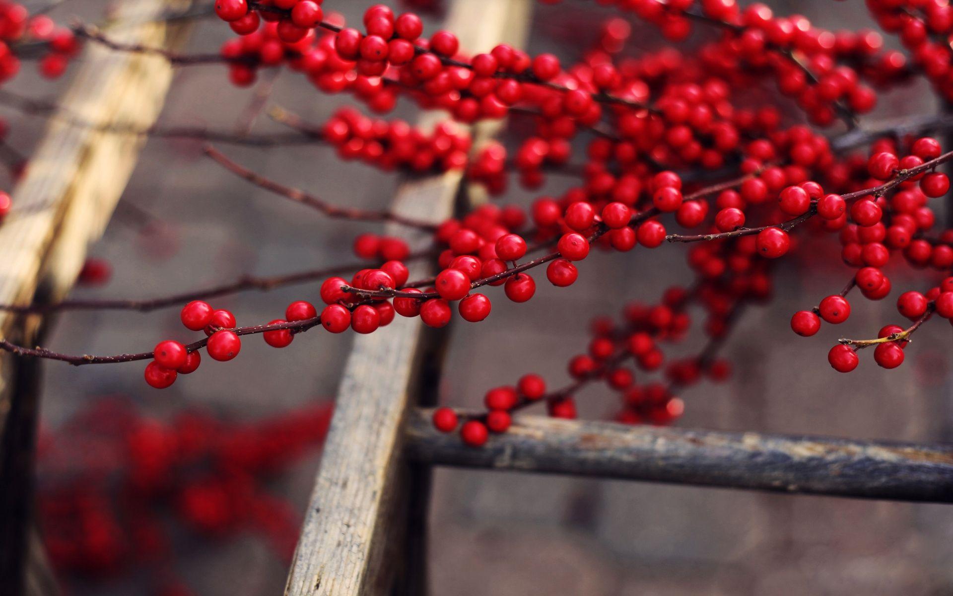 Wallpaper Berries, Ripe, Branches, Fruit, Delicious, Red, Tree HD