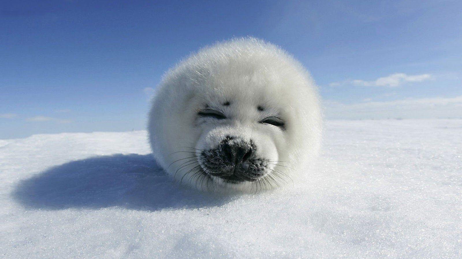 Snow Animals. HD animal wallpaper with a baby seal resting on