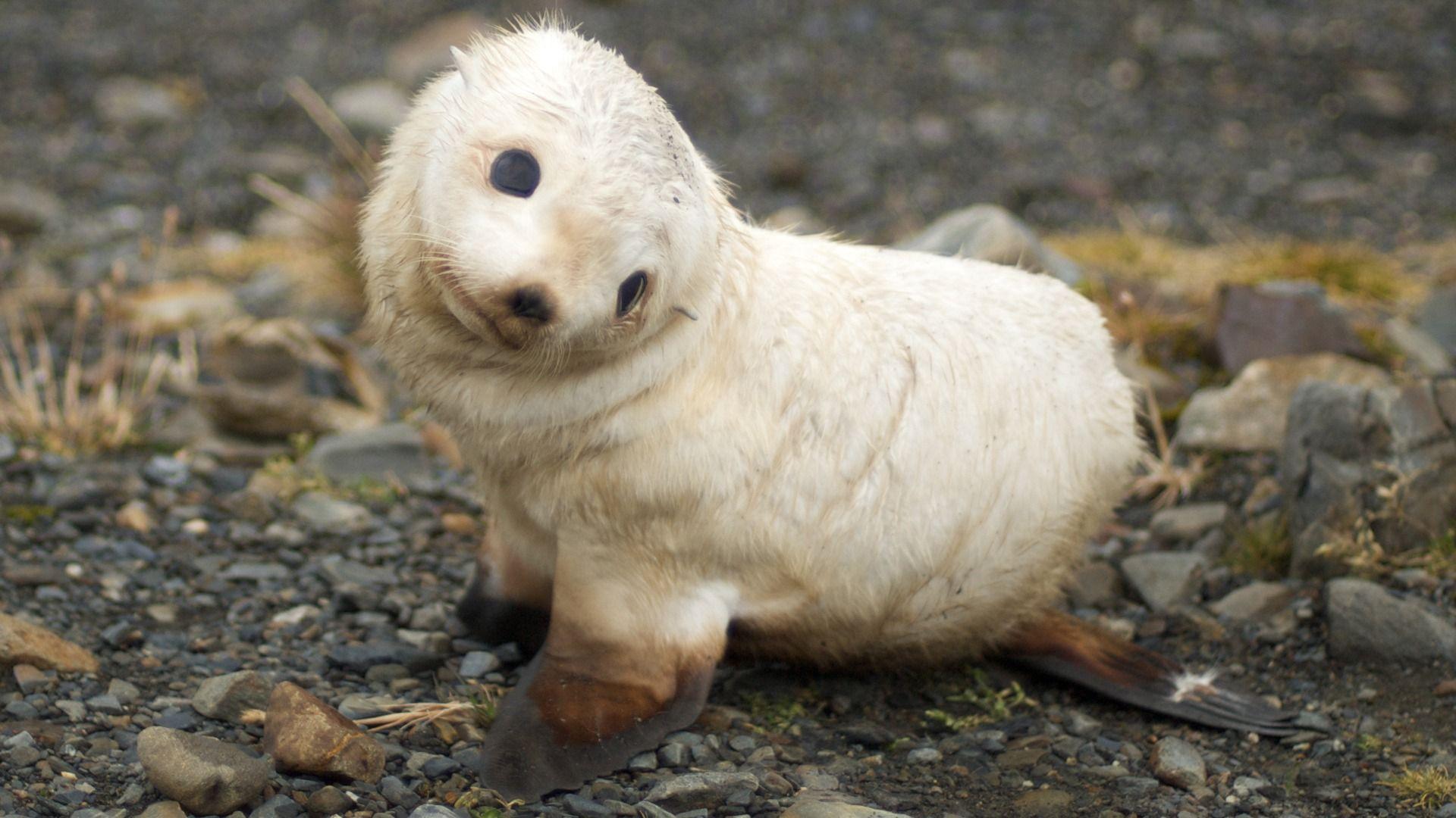 Baby Seal Wallpaper Seals Animals Wallpaper in jpg format