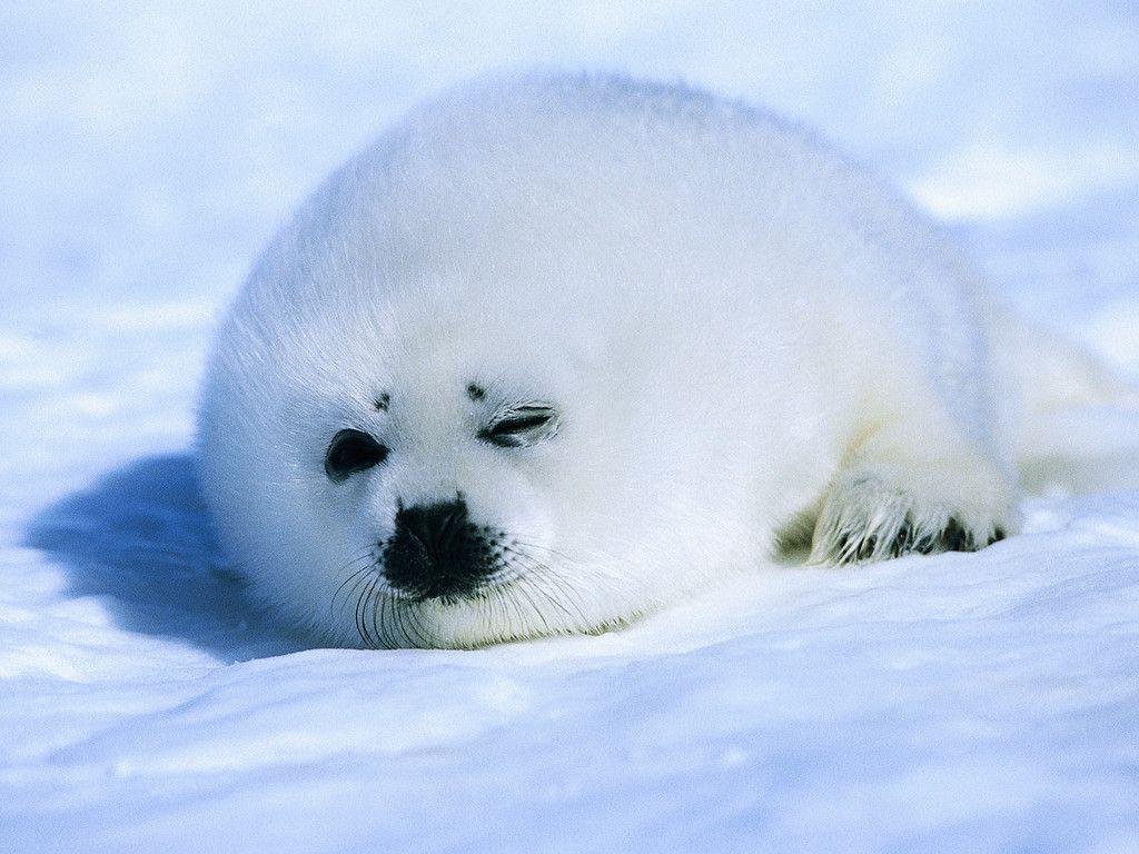 Baby Seal Wallpaper Wallpaper. Wallpaper 4k. Baby