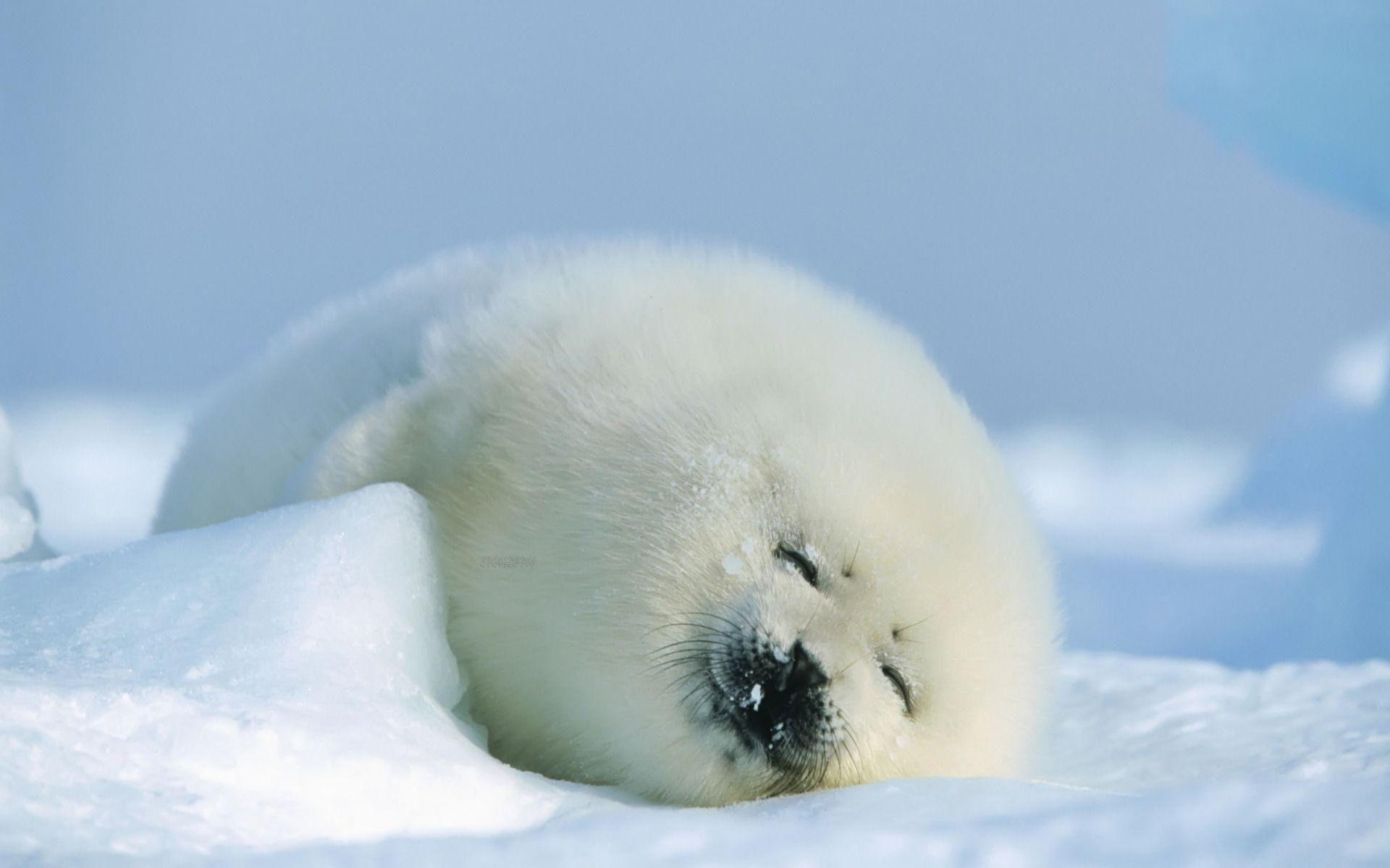 HD Sleeping white seal Wallpaper