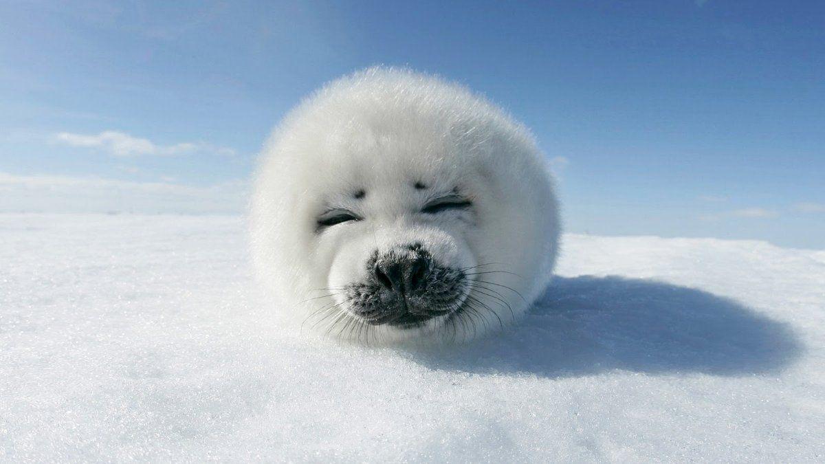 Baby seal wallpaper