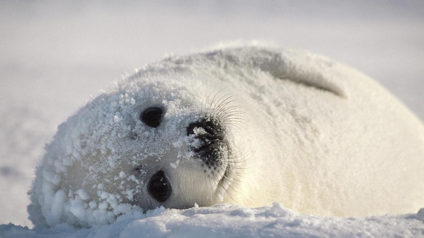 Baby harp seal: Harp seals spend most of their time diving