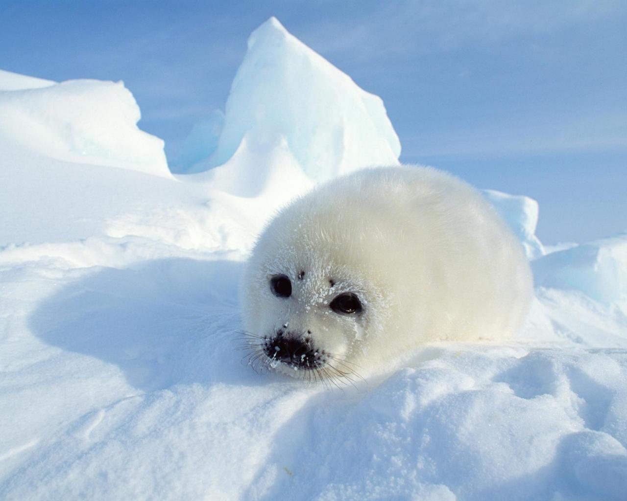 ice animals. seal baby nature wild animals snow ice arctic HD