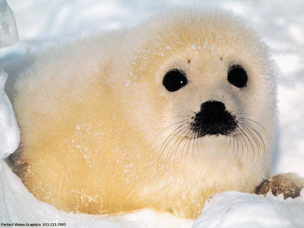foquita. Animals. Harp seal, Baby seal