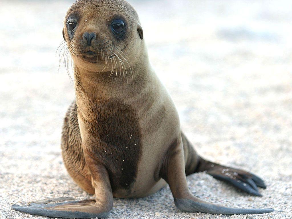 Seal Wallpaper Seal Water Photo Gallery