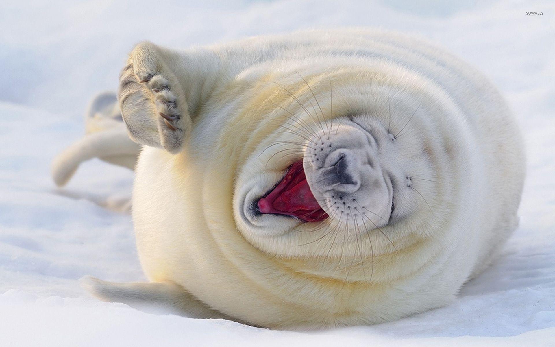 High Quality Baby Seal Wallpaper, Scotty Shawgo