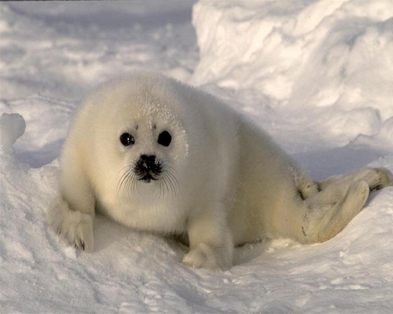 The leopard seal (hydrurga leptonyx), also referred to as the sea