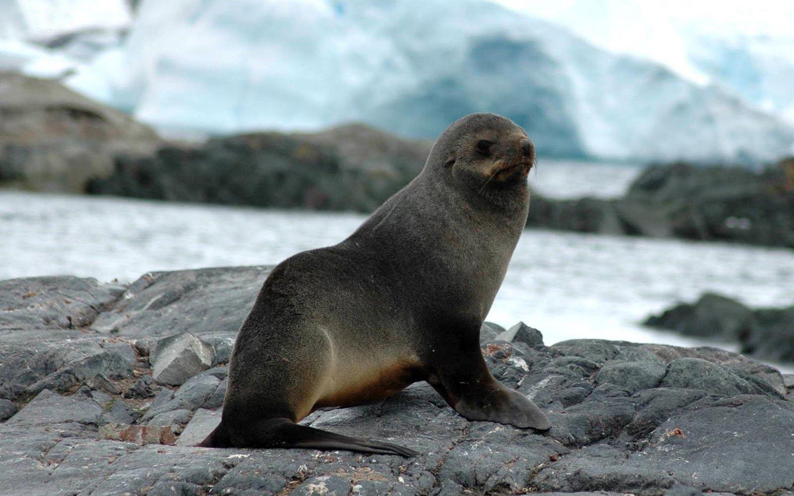 Fur seals have external ears, unlike true seals. The Selkie