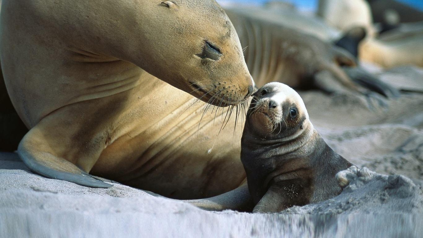 Cute Baby Animal Background BITNOTE. Wallpaper 4k