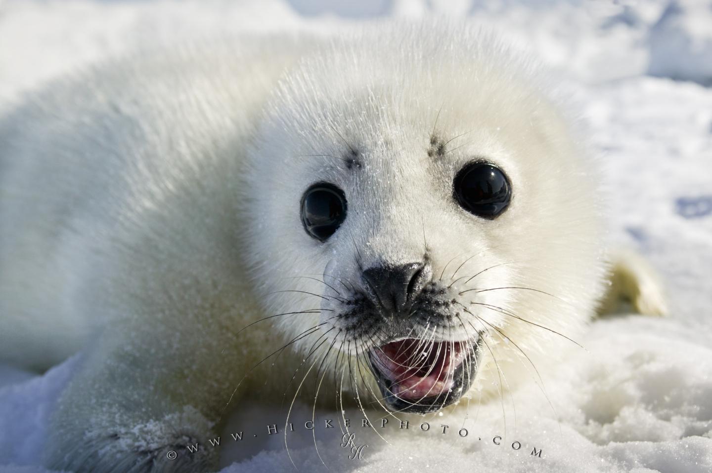 Free wallpaper background: Cute White Coat Harp Seal Baby Pup